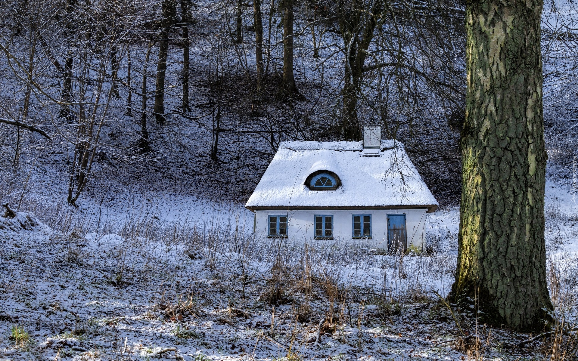 Zima, Las, Śnieg, Dom, Drzewa, Trawa