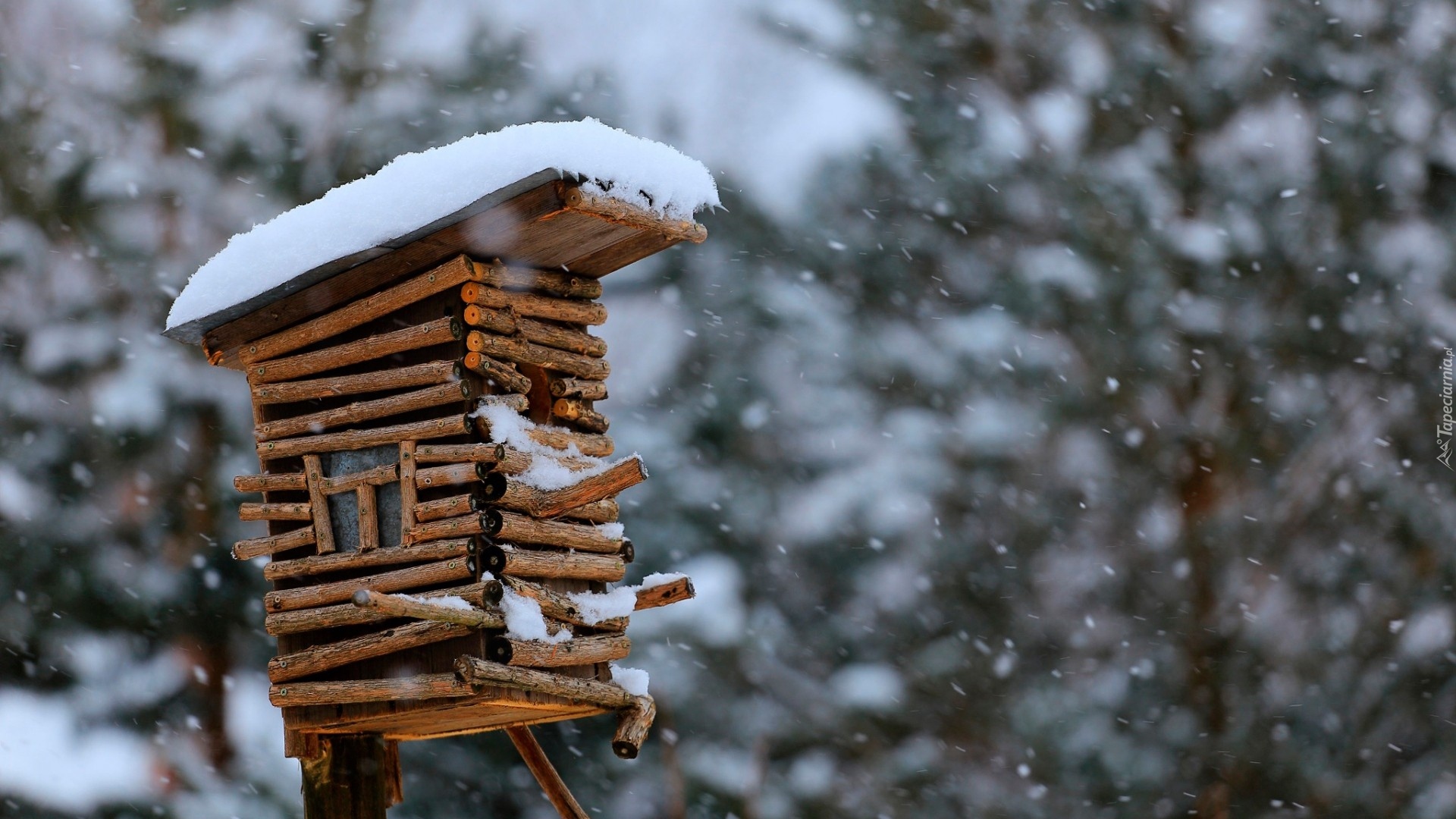 Zima, Śnieg, Drewniany, Domek dla ptaków
