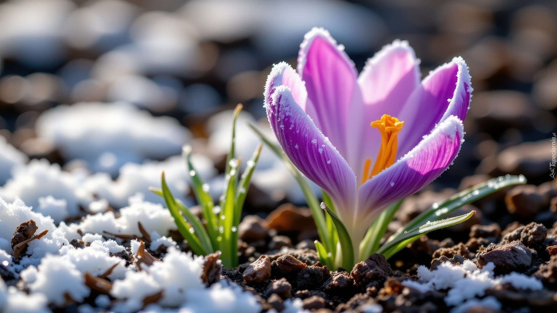Śnieg, Ośnieżony, Fioletowy, Krokus, Zielone, Listki