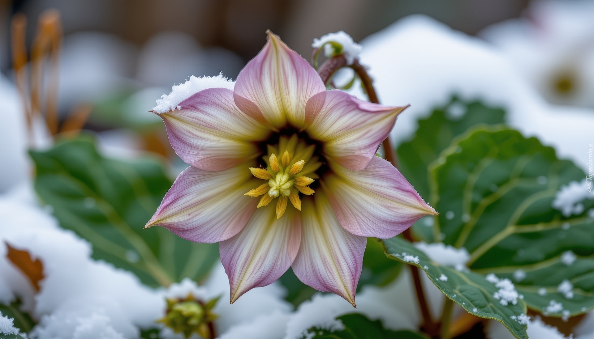 Ciemiernik, Kwiat, Liście, Śnieg, Grafika AI