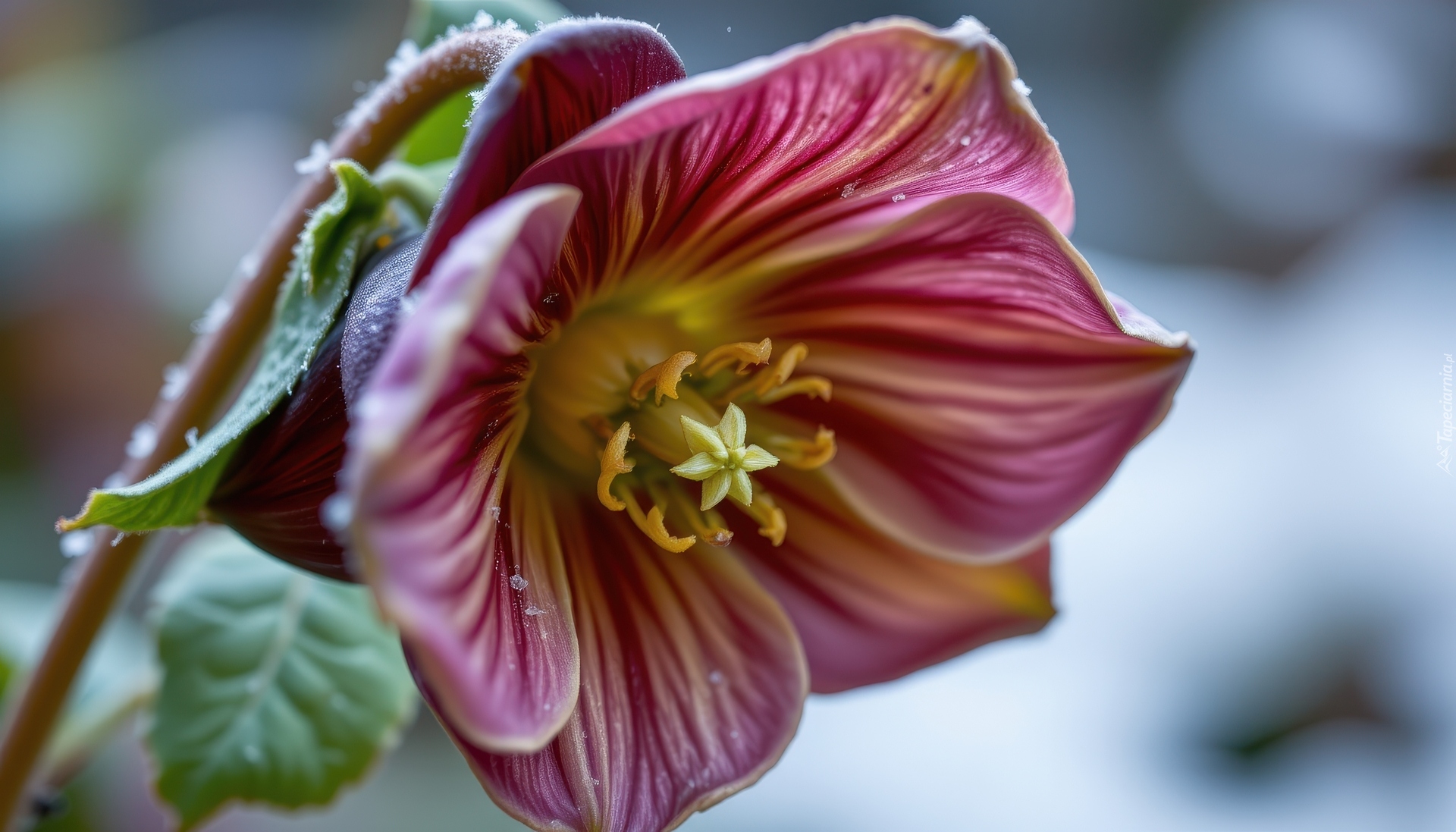 Kwiat, Rozkwitnięty, Ciemiernik, Liście, Grafika AI