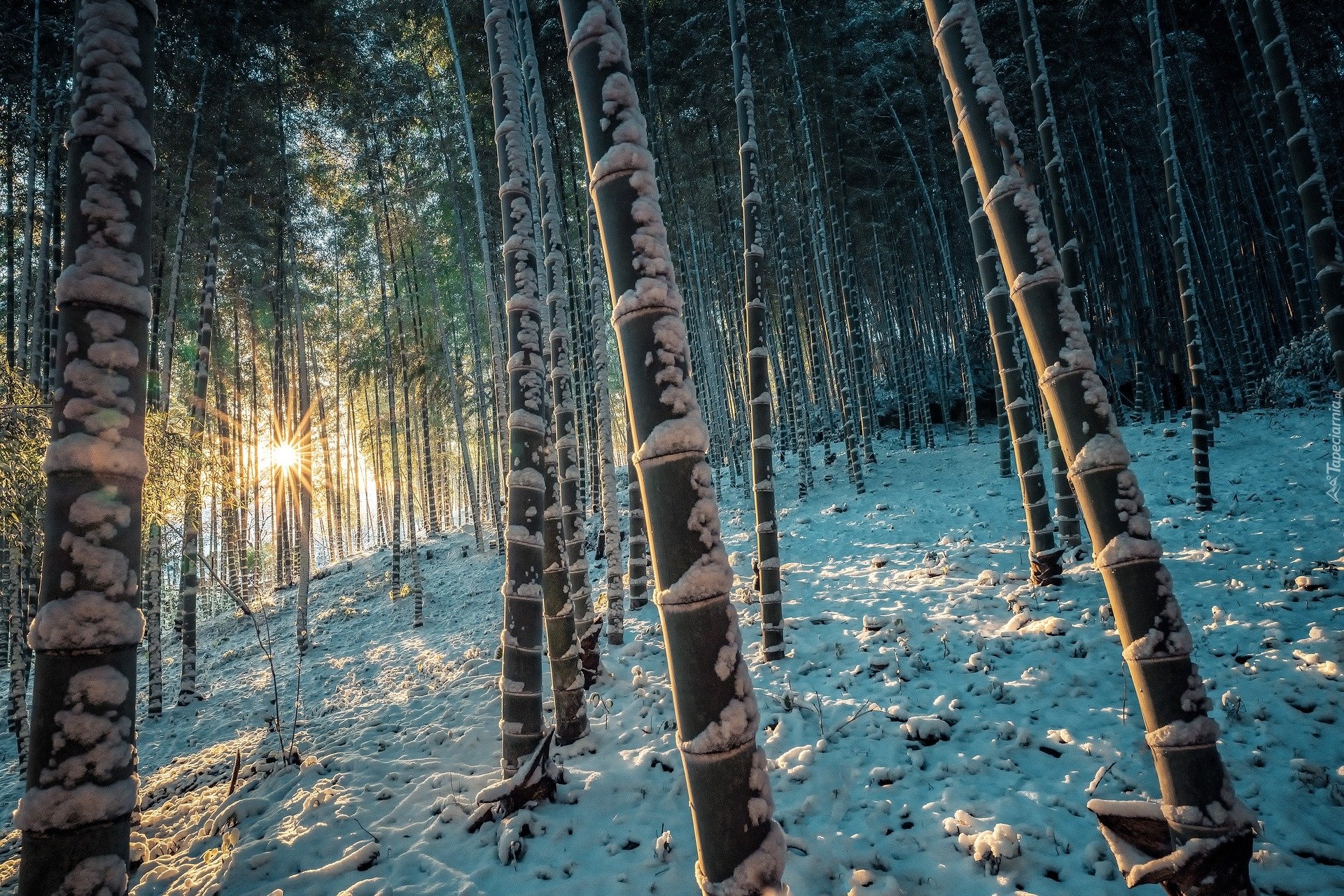 Zima, Las bambusowy, Drzewa, Bambus, Śnieg, Promienie słońca