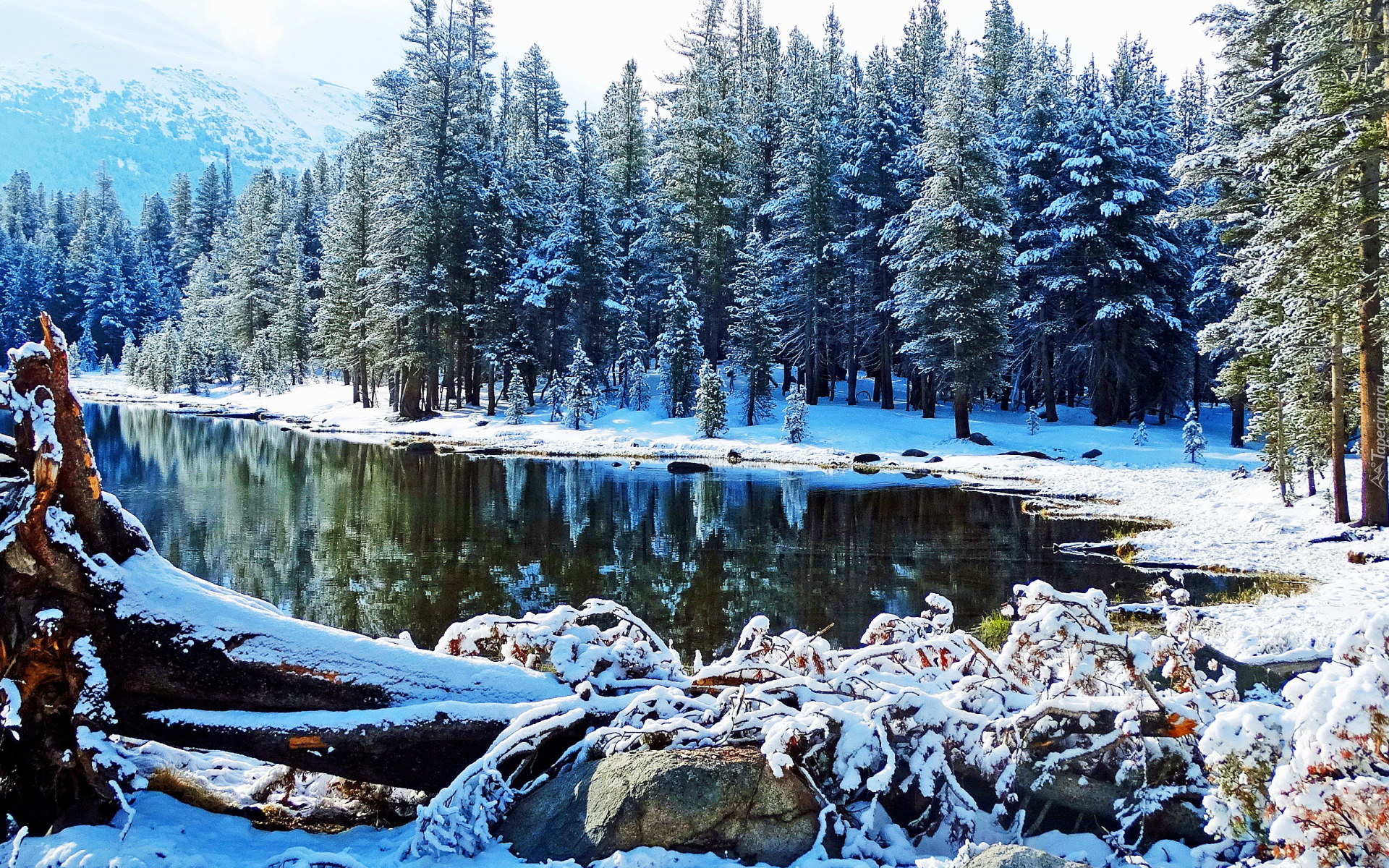 Jezioro, Śnieg, Drzewa, Las, Góry, Kłody, Zima, Tioga Lake, Park Narodowy Yosemite, Kalifornia, Stany Zjednoczone