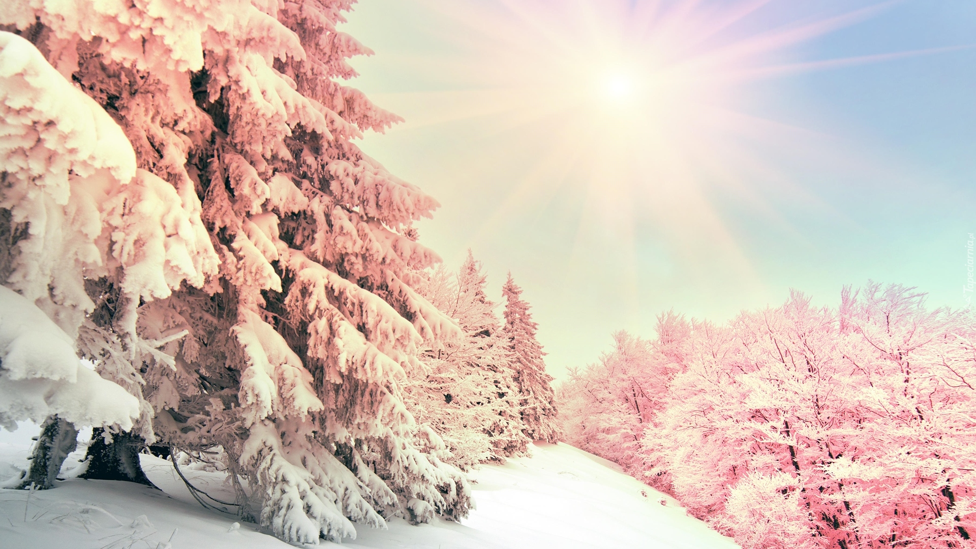 Zima, Śnieg, Ośnieżone, Drzewa, Promienie słońca
