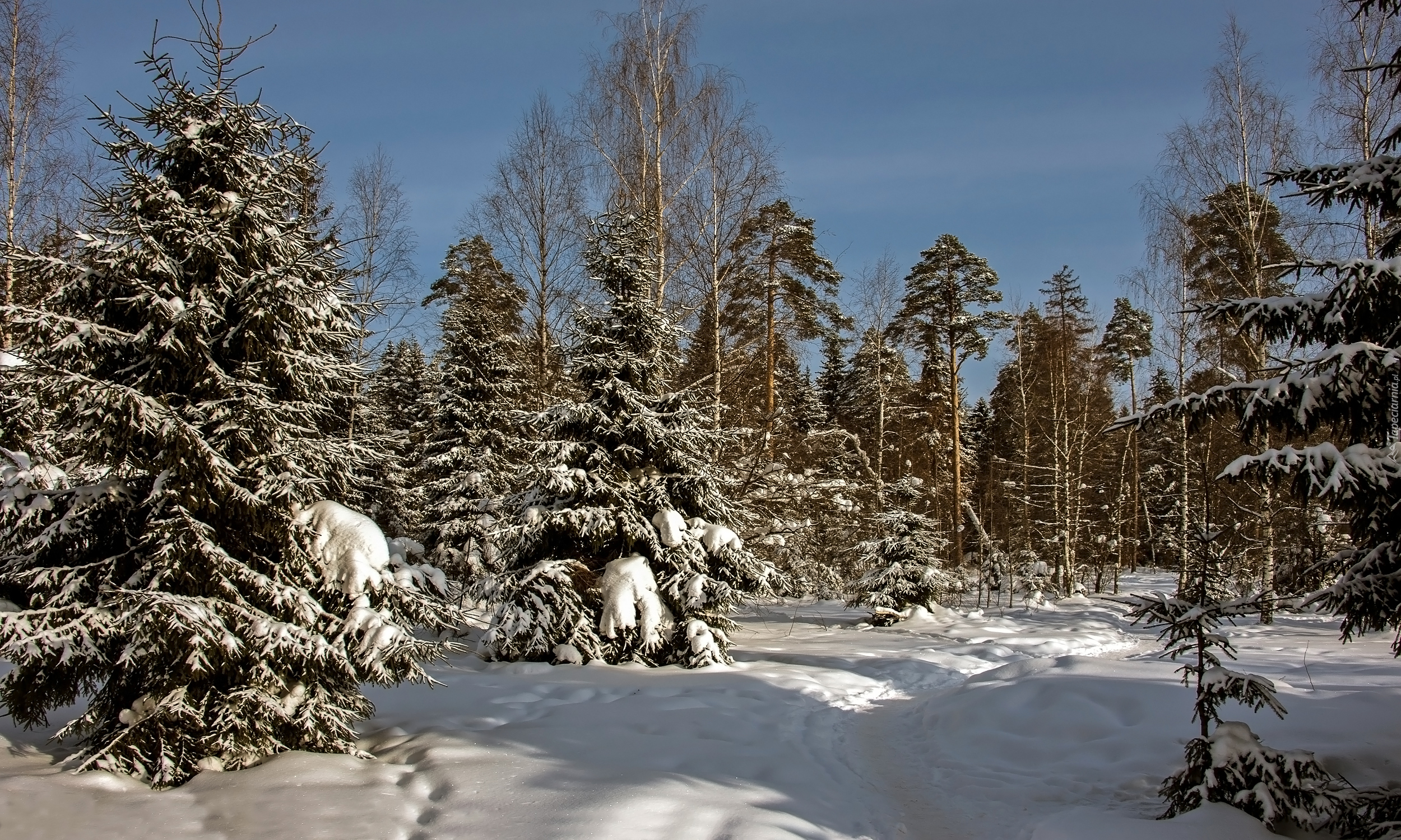 Zima, Drzewa, Las, Śnieg, Słoneczny, Dzień