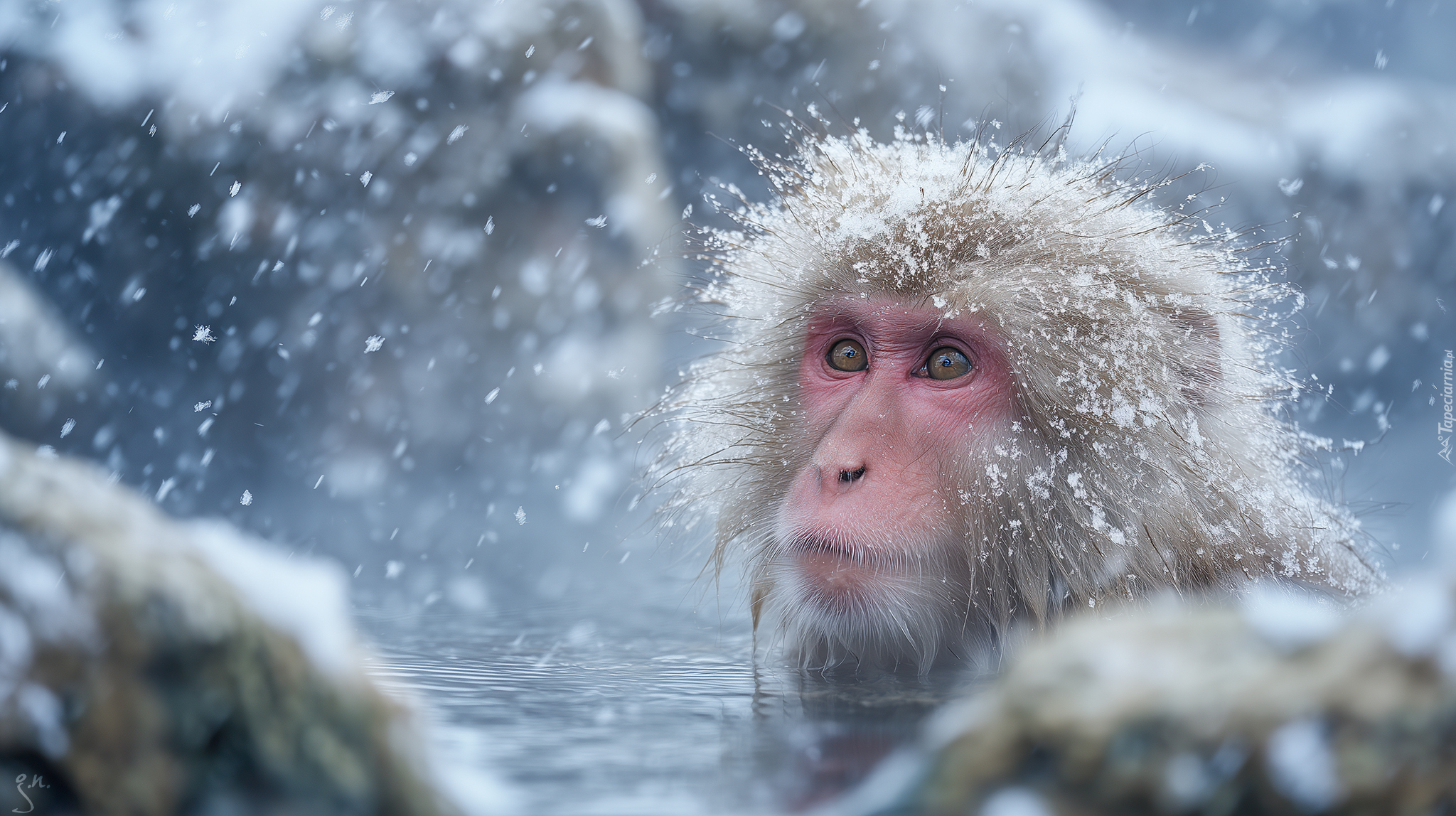 Małpa, Makak japoński, Kąpiel, Zima, Grafika AI