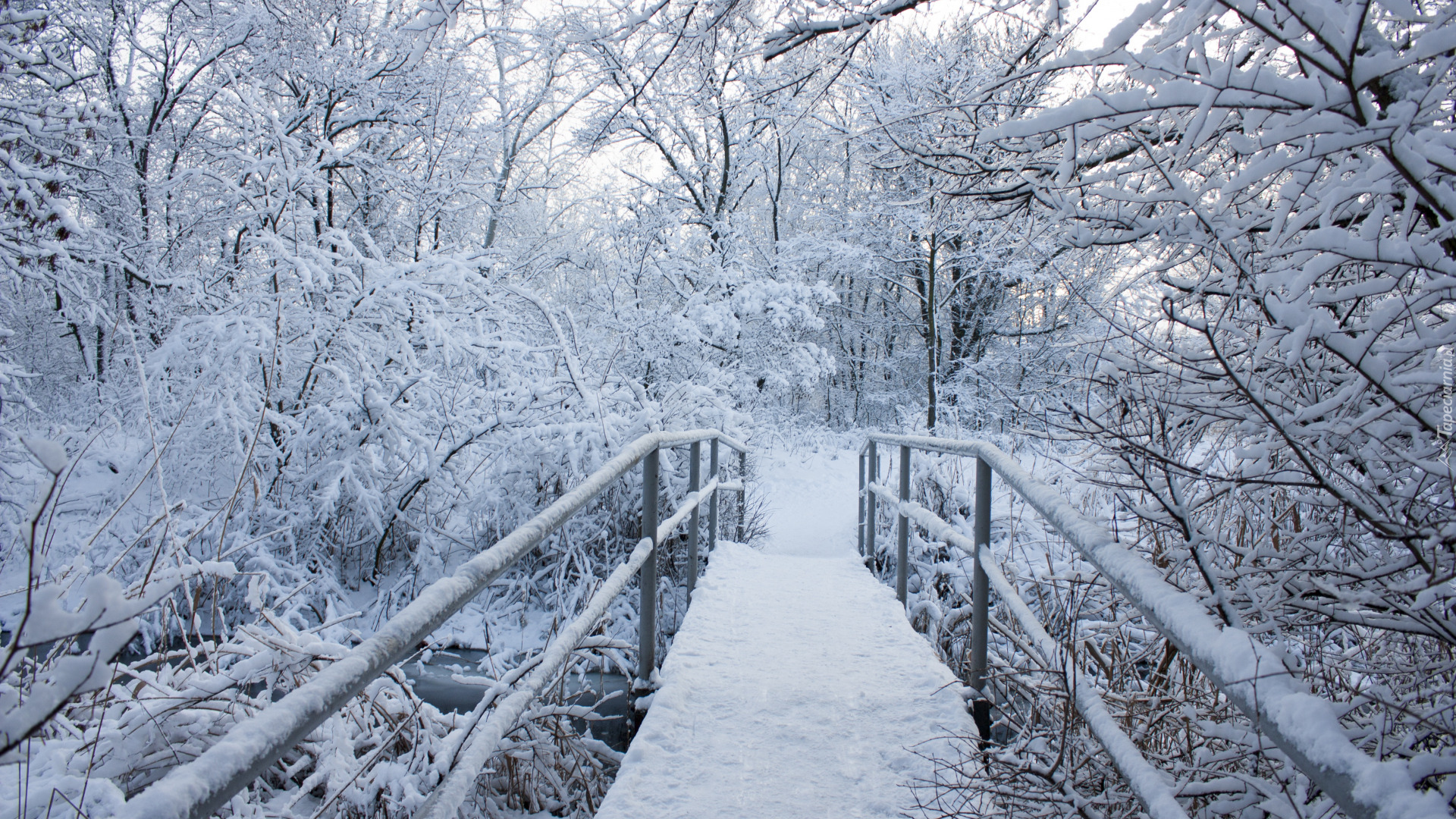 Zima, Śnieg, Drzewa, Las, Most