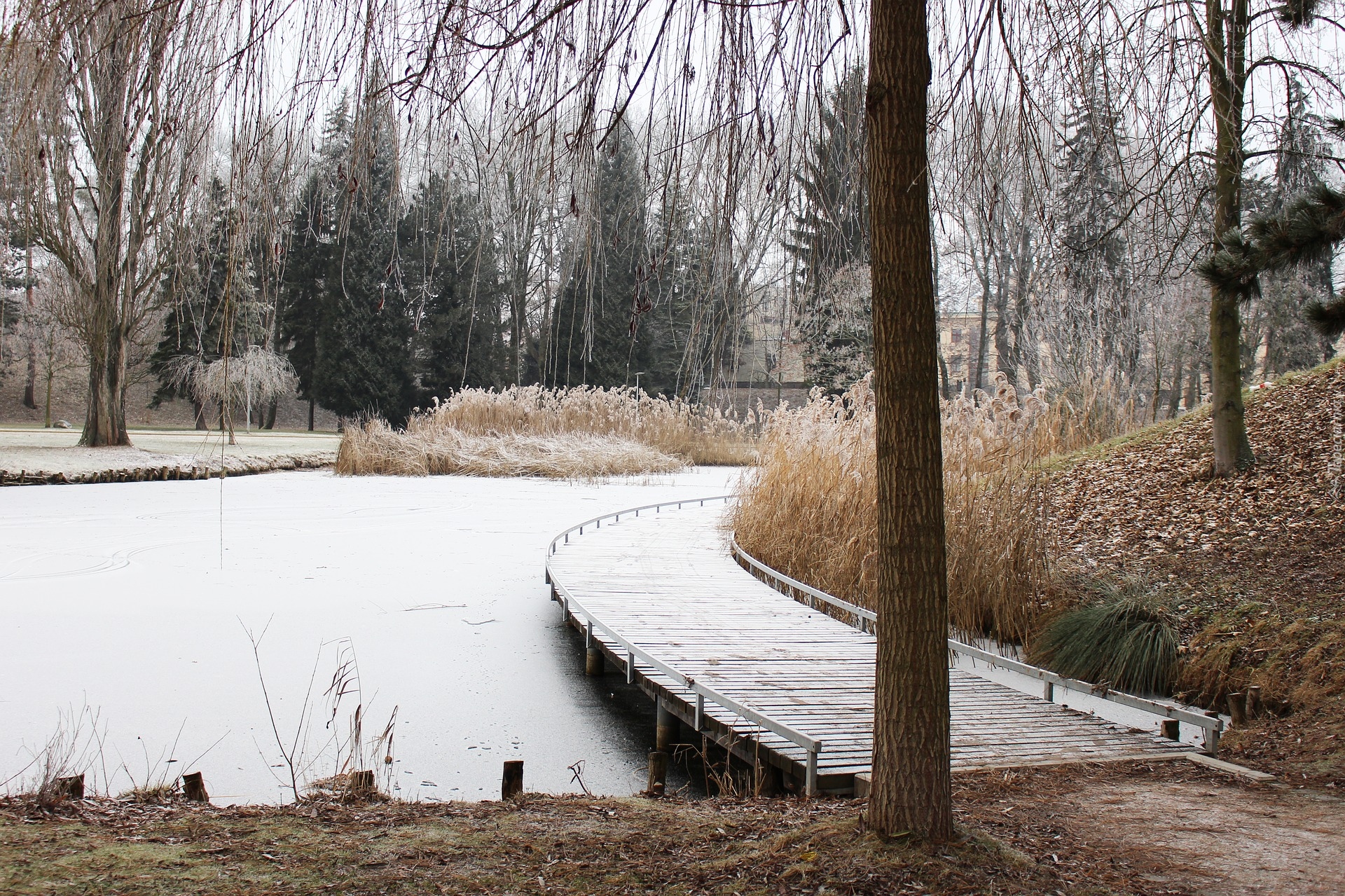 Zima, Park Staw, Pomost, Trawy, Drzewa