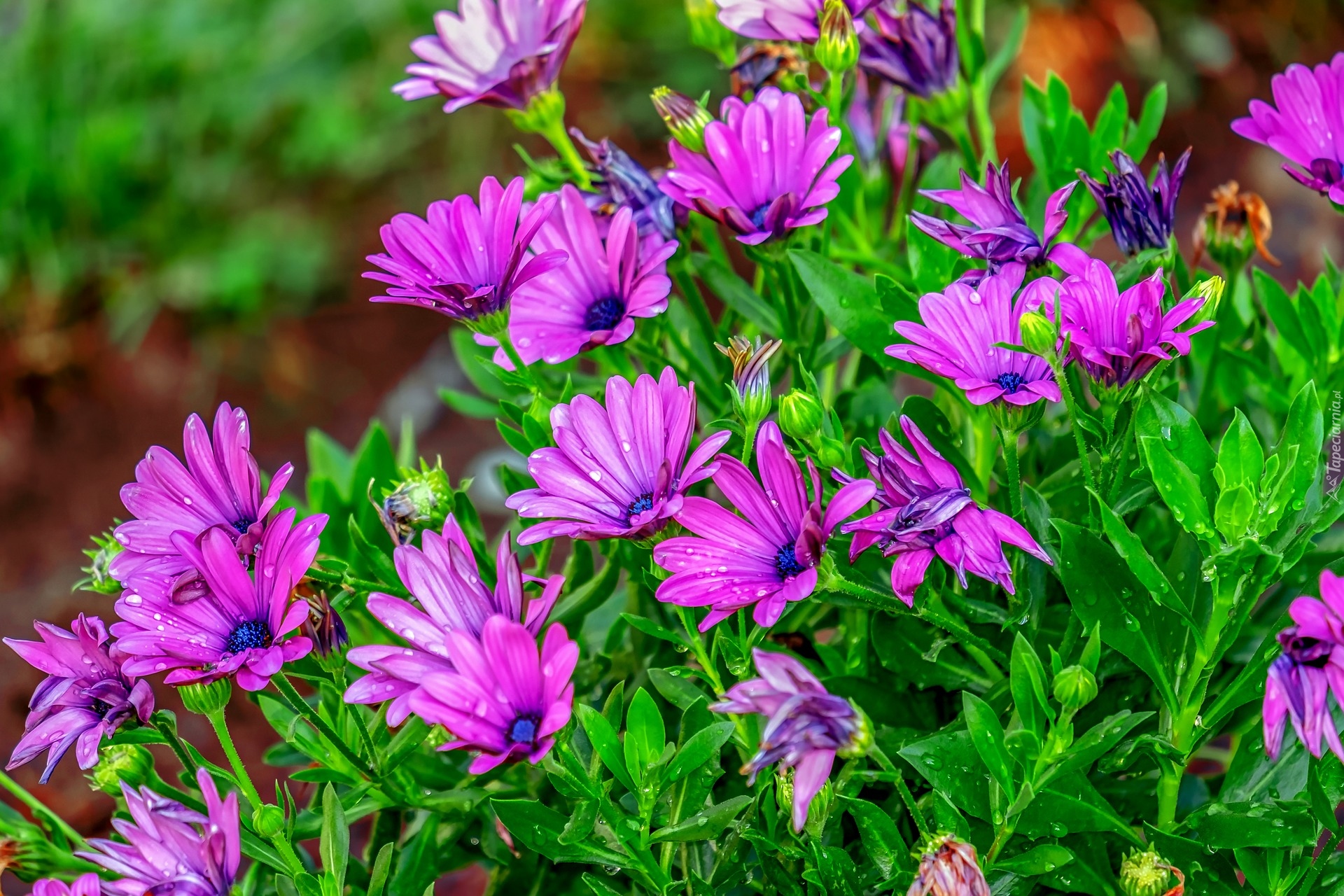 Ciemnoróżowe, Kwiaty, Osteospermum, Stokrotka afrykańska