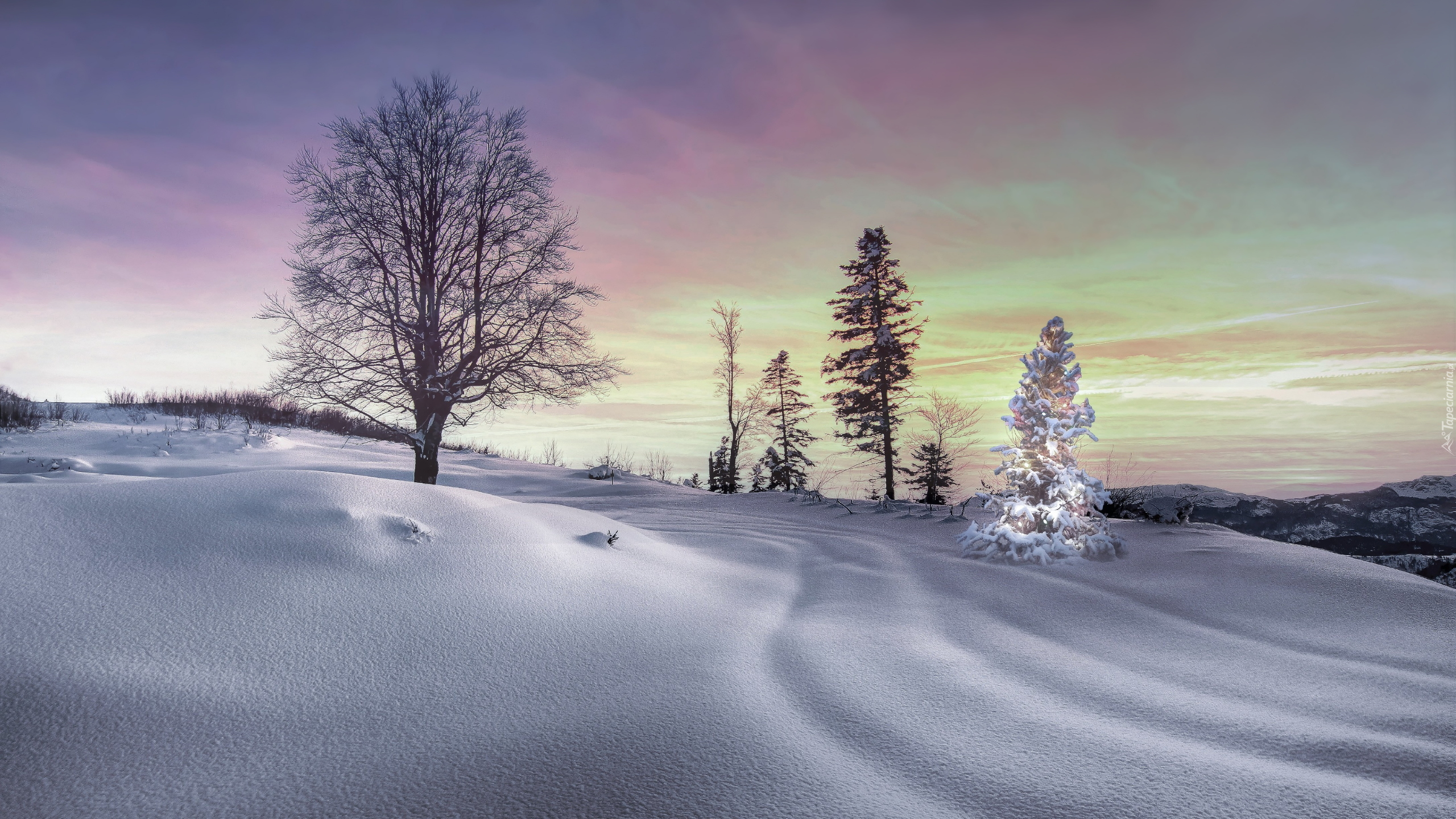 Zima, Śnieg, Drzewa, Rozświetlona, Choinka