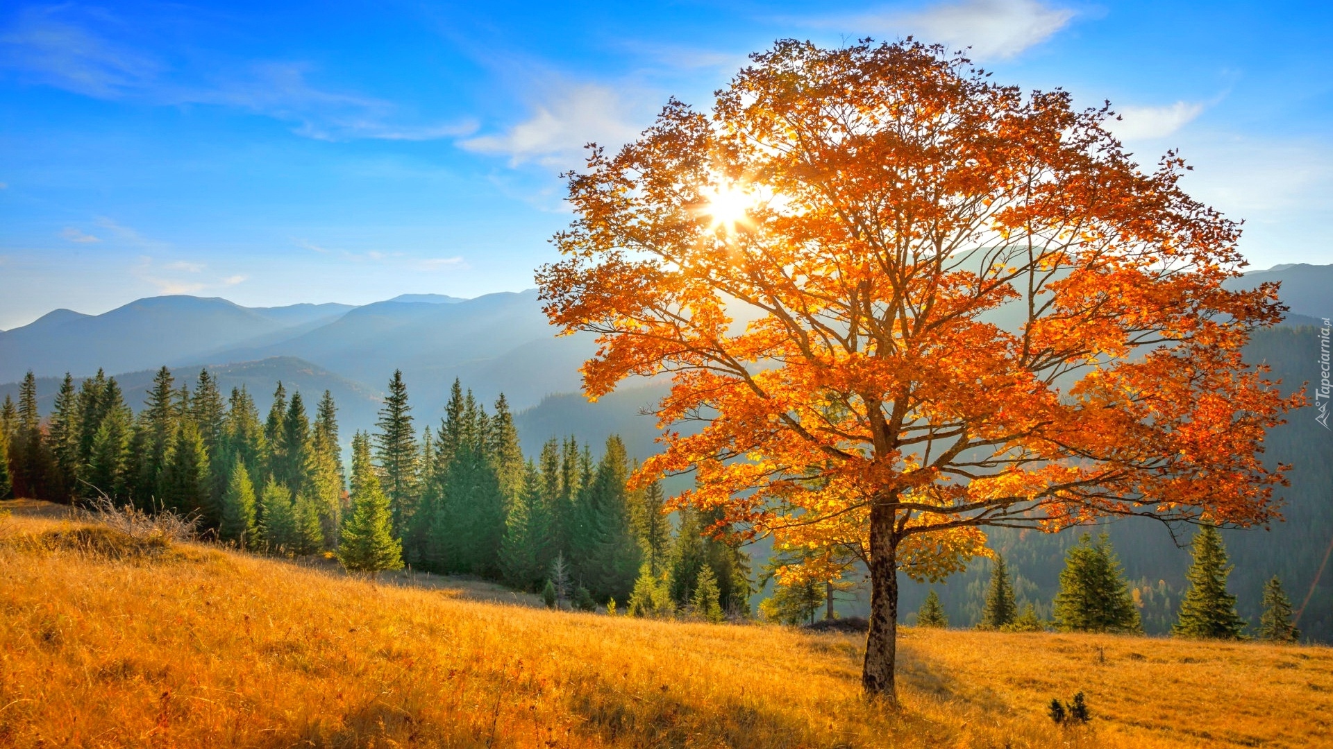 Jesień, Góry, Las, Drzewo, Polana, Niebo, Promienie słońca