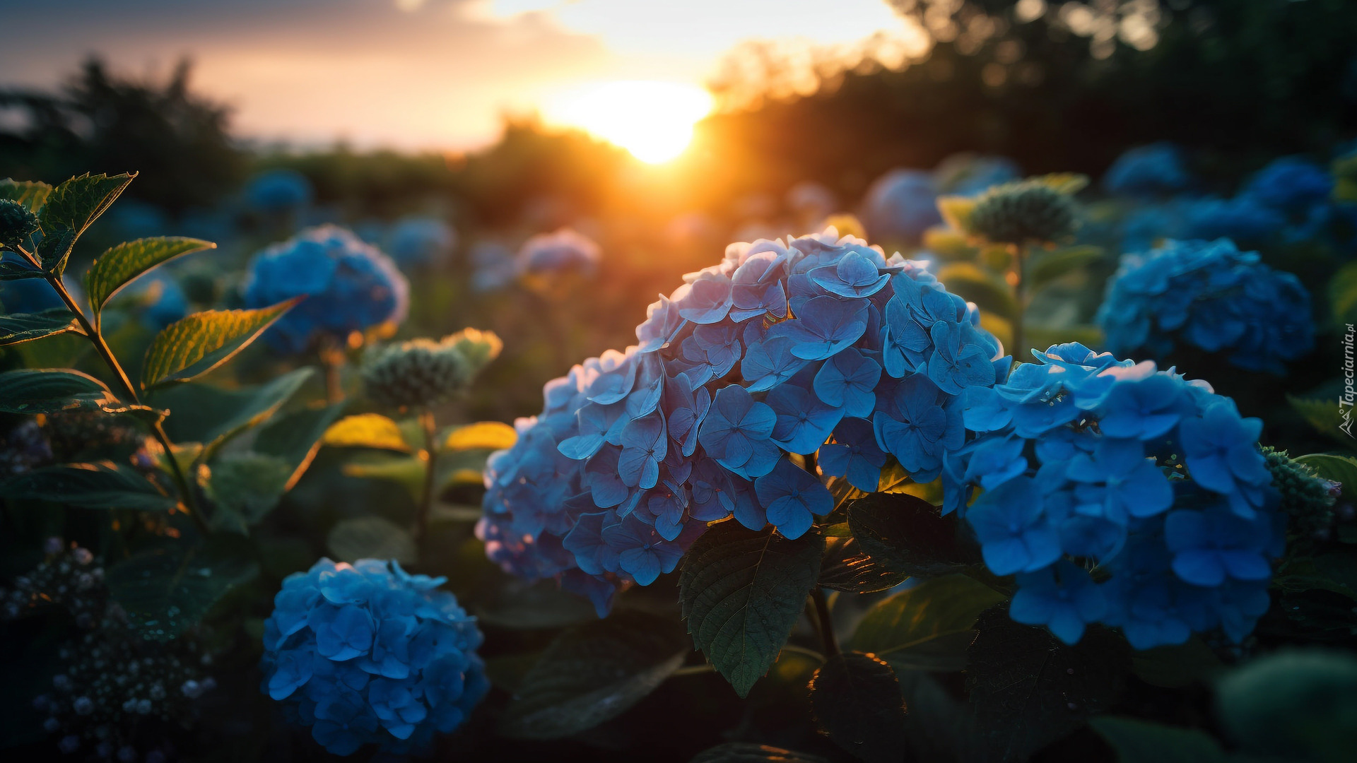 Niebieskie, Kwiaty, Hortensje, Zachód ałońca