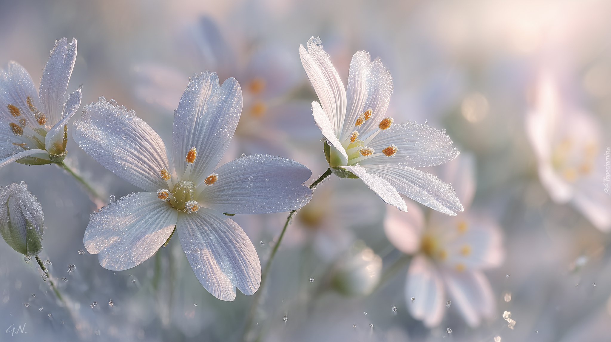 Rogownica polna, Szron, Kwiaty, Grafika AI