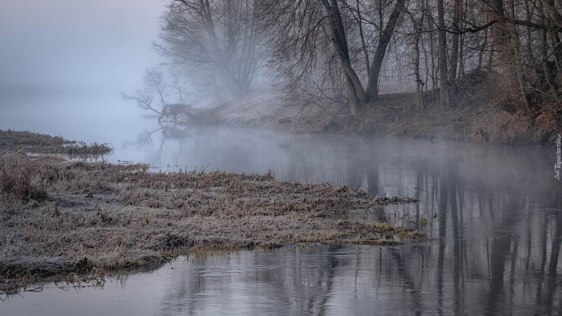 Rzeka, Mgła, Drzewa, Oszroniona, Trawa