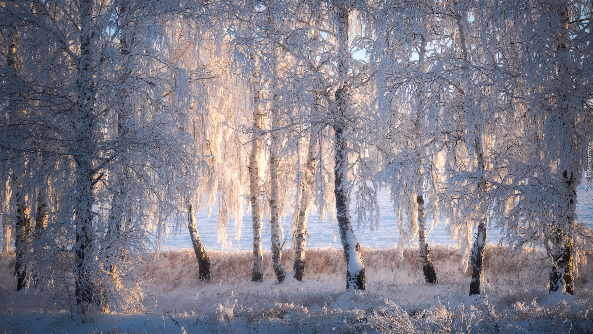 Zima, Śnieg, Las, Drzewa, Brzozy