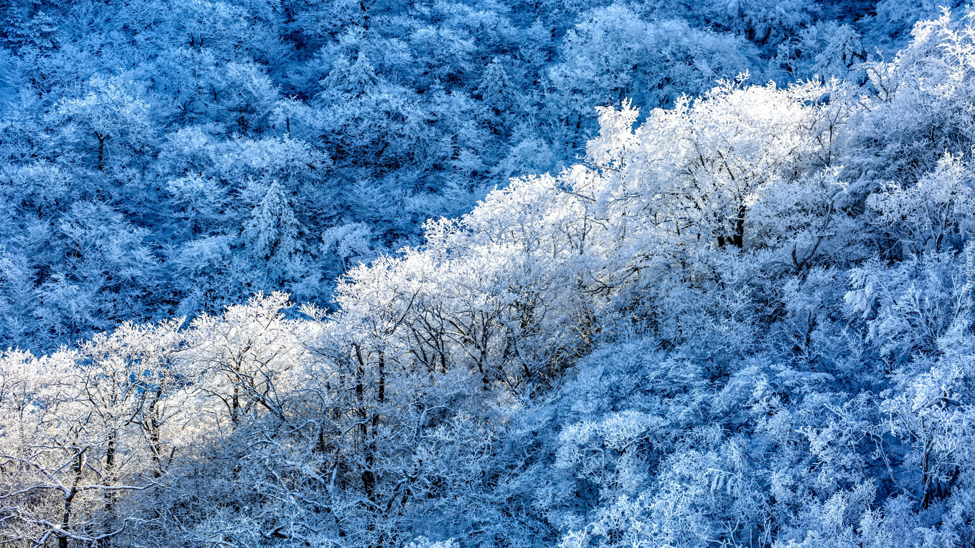 Zima, Las, Śnieg, Drzewa, Krzewy