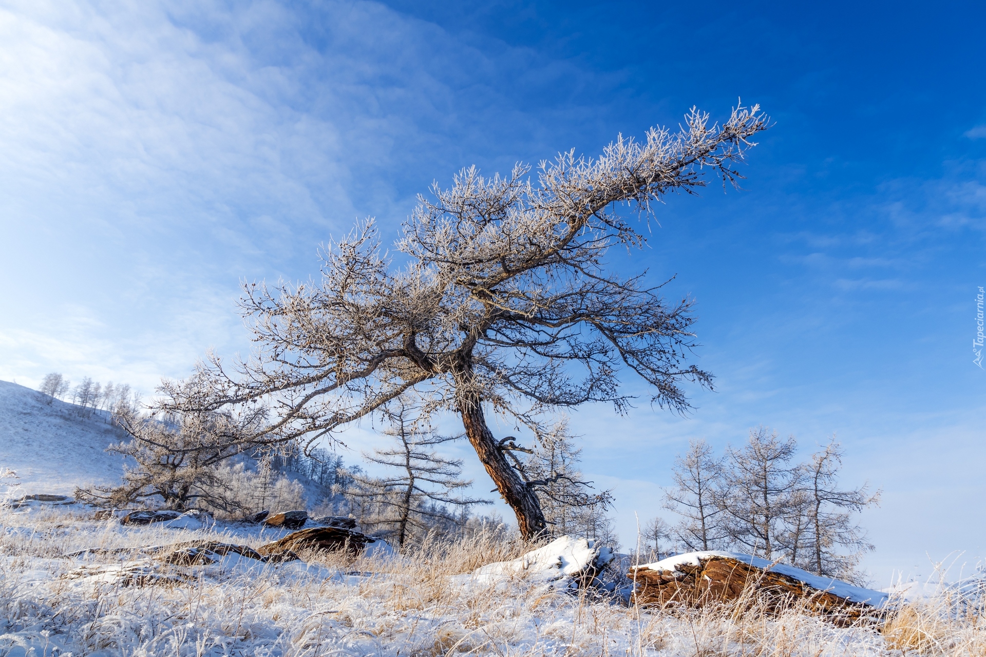 Zima, Śnieg, Oszronione, Drzewa, Trawa, Kamienie