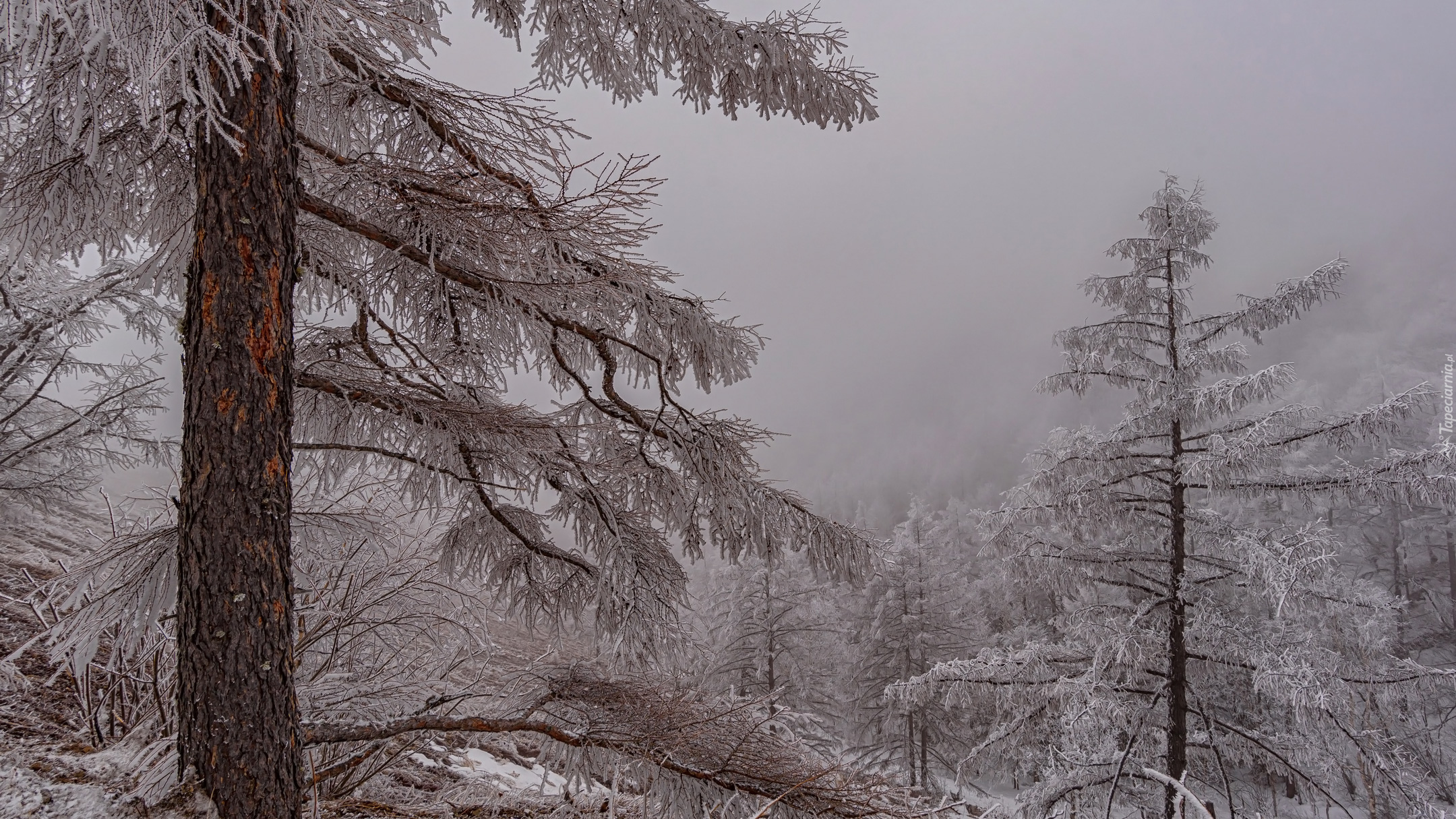 Zima, Śnieg, Szron, Las, Drzewa, Mgła