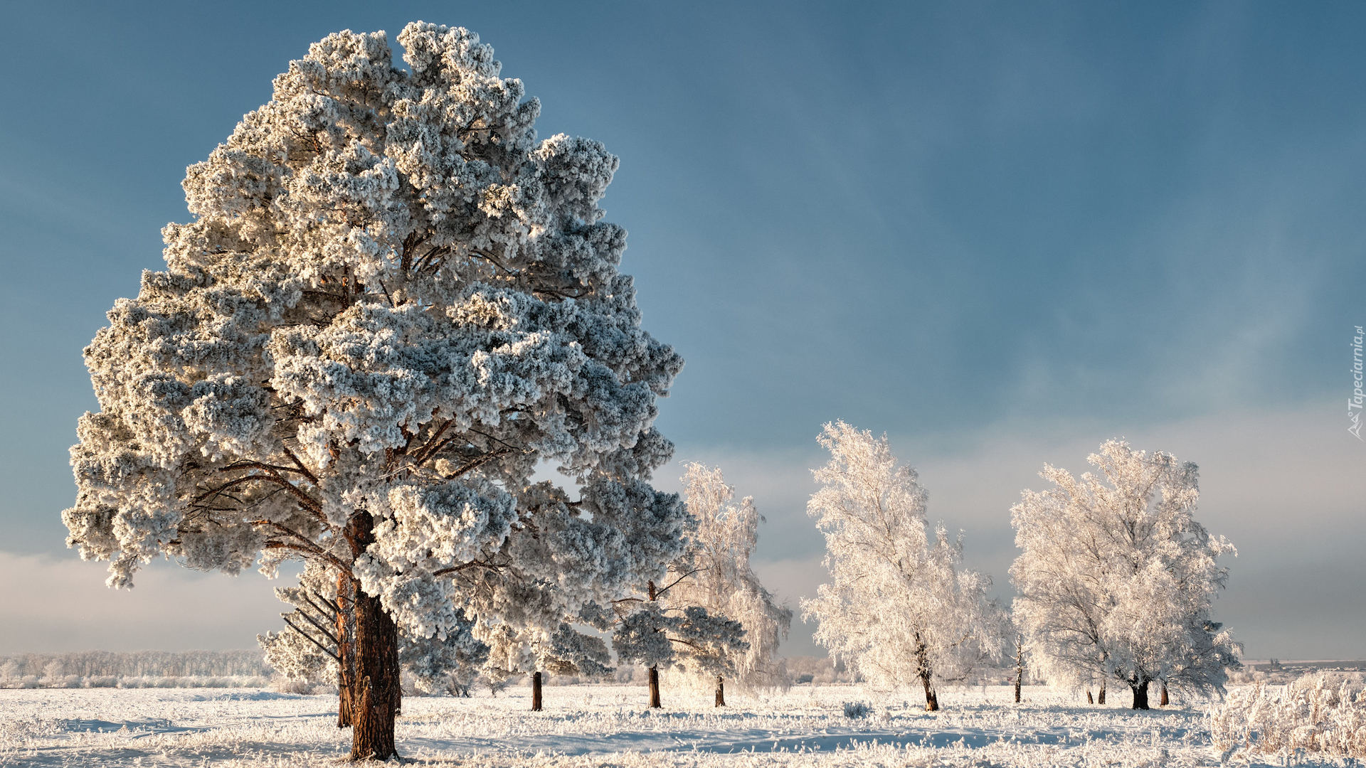 Zima, Oszronione, Drzewa, Śnieg, Trawa