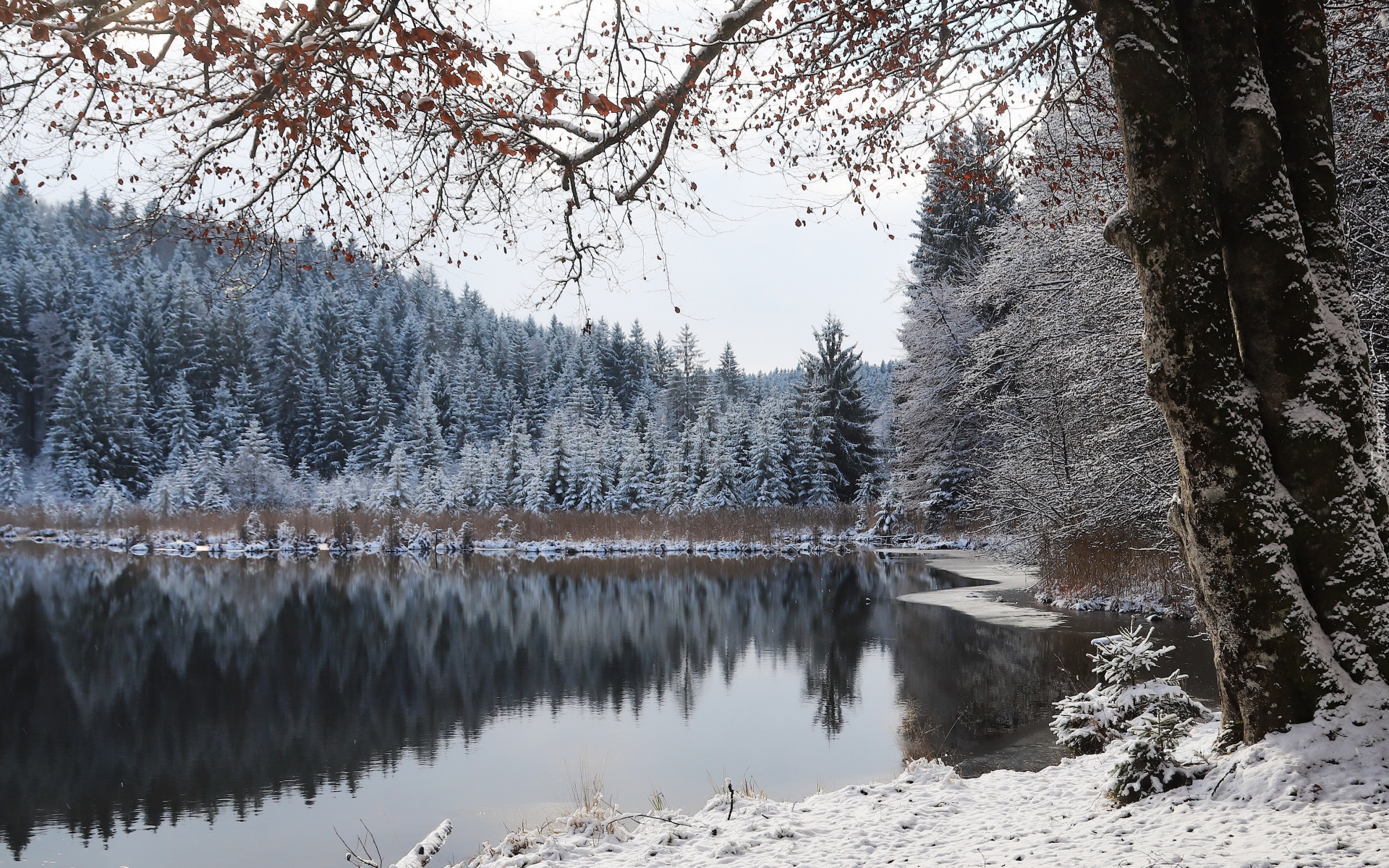 Zima, Las, Drzewa, Śnieg, Jezioro