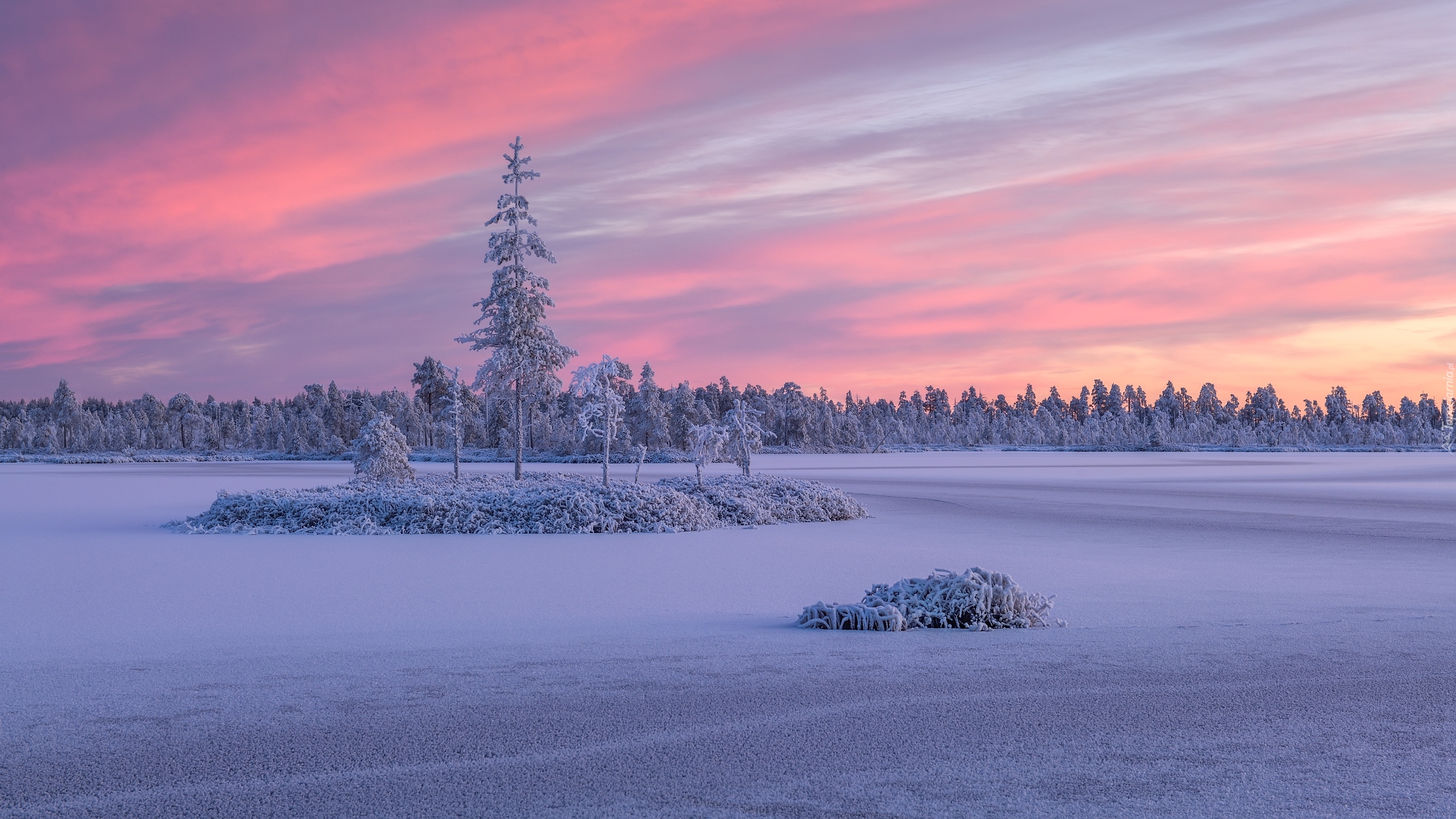 Rosja, Karelia, Jezioro, Ładoga, Drzewa, Chmury, Zima