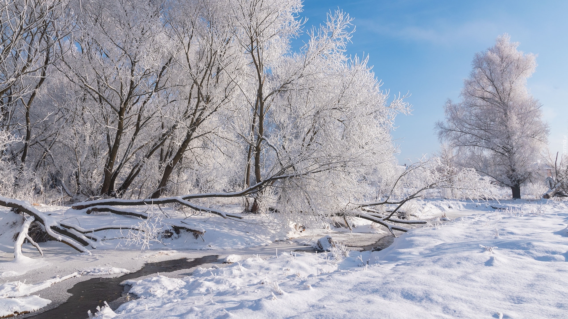 Las, Drzewa, Rzeczka, Śnieg