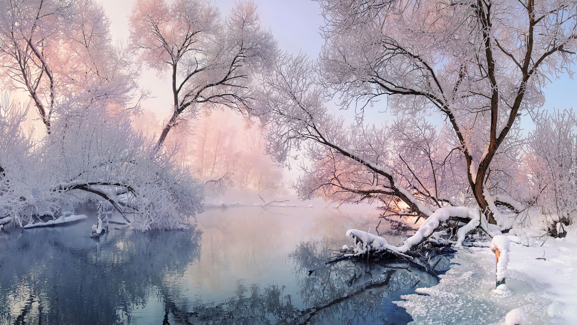Zima, Rzeka Świsłocz, Ośnieżone, Drzewa, Krzewy, Mgła, Białoruś