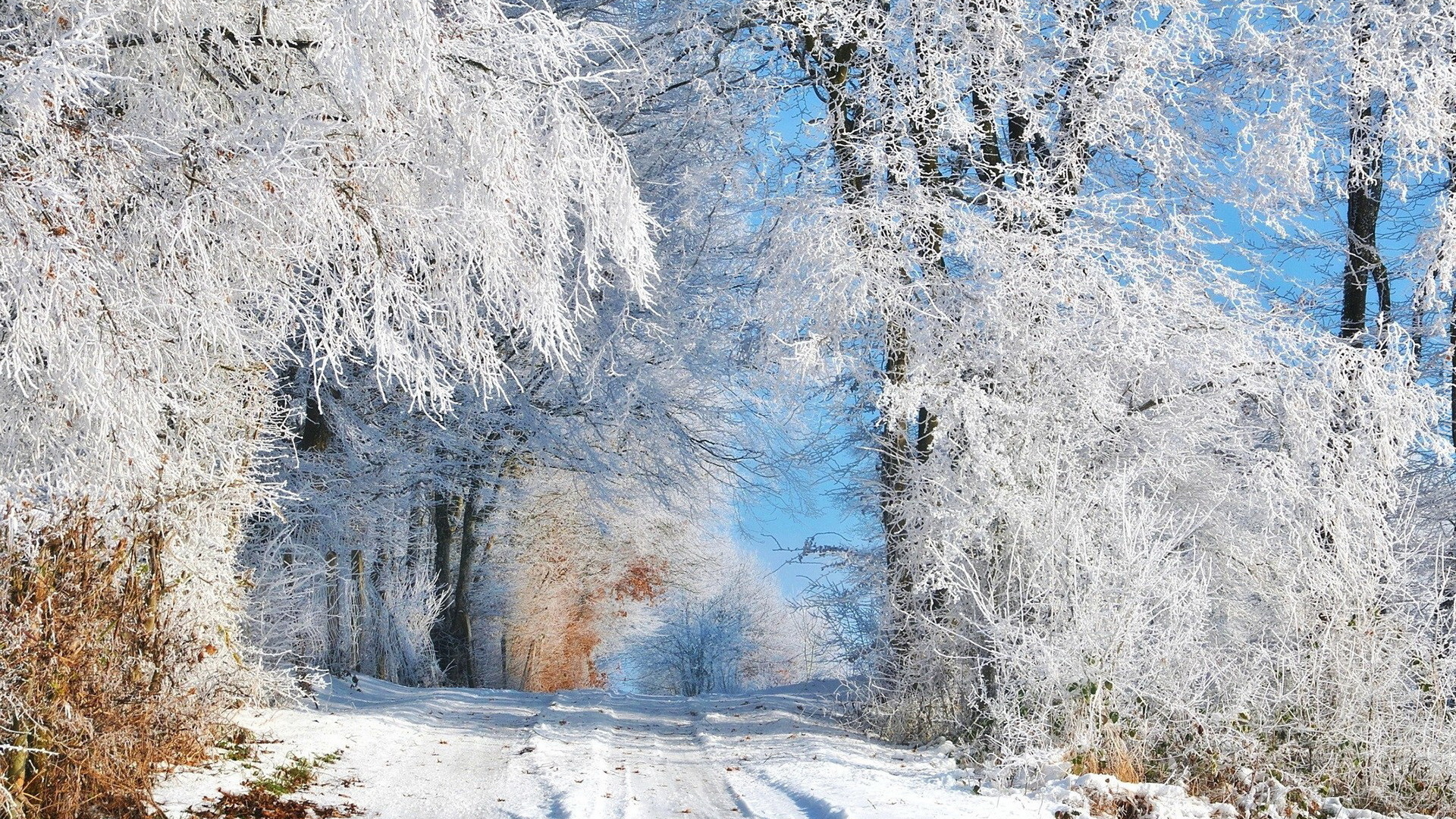 Zima, Las, Ośnieżone, Drzewa, Ścieżka, Śnieg