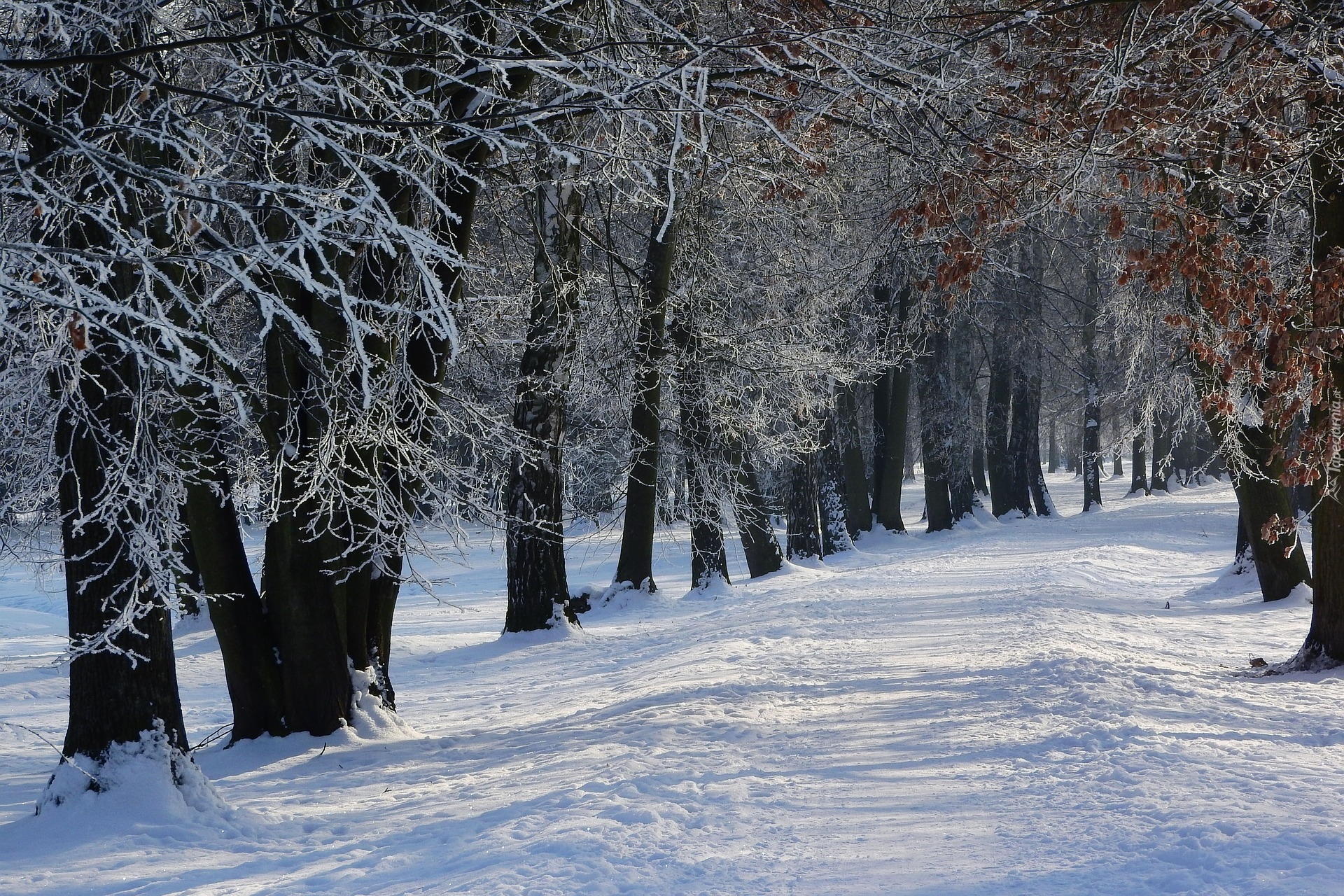 Zima, Las, Śnieg, Drzewa, Droga