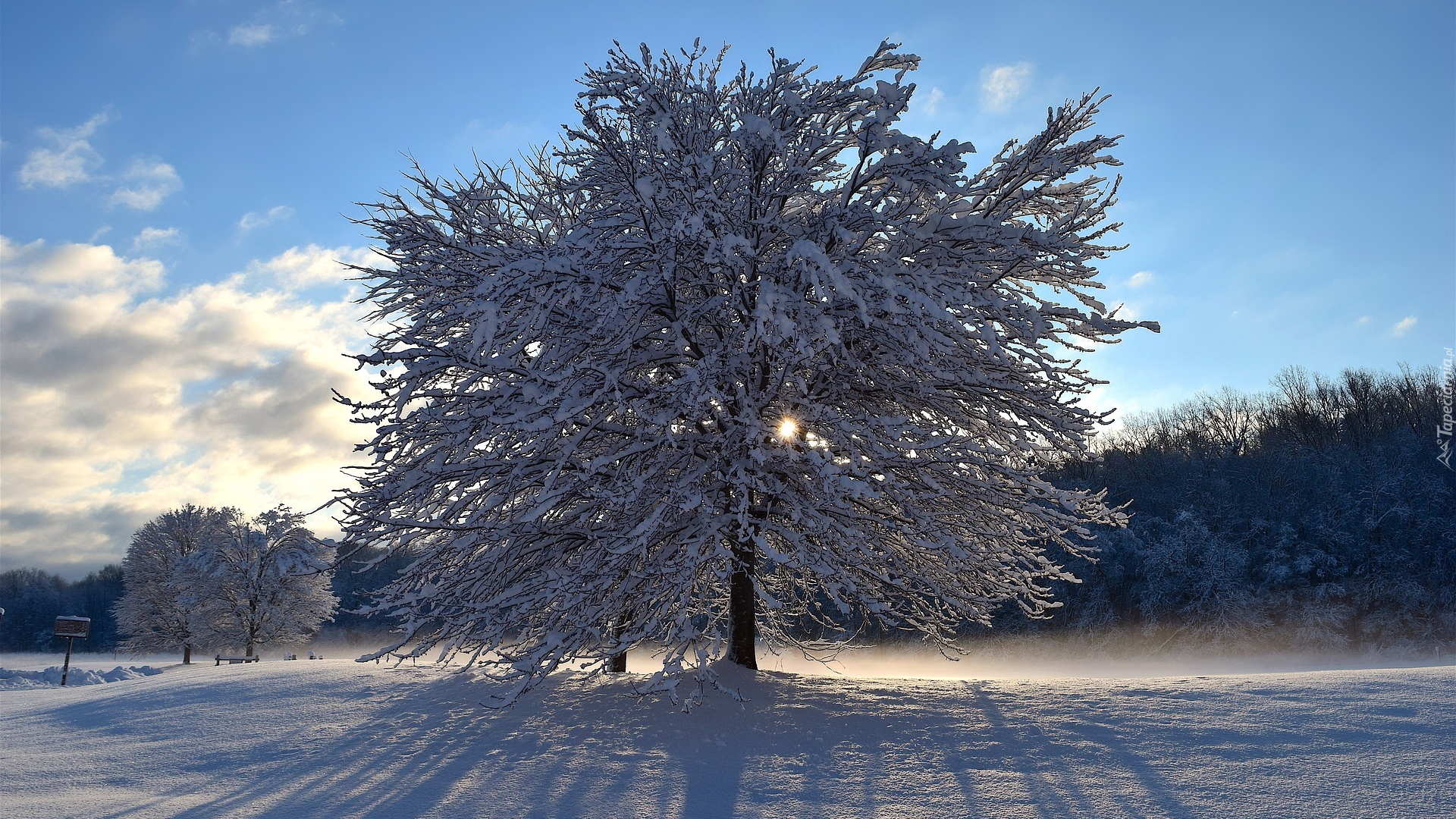 Zima, Drzewa, Śnieg, Cień, Promienie słońca