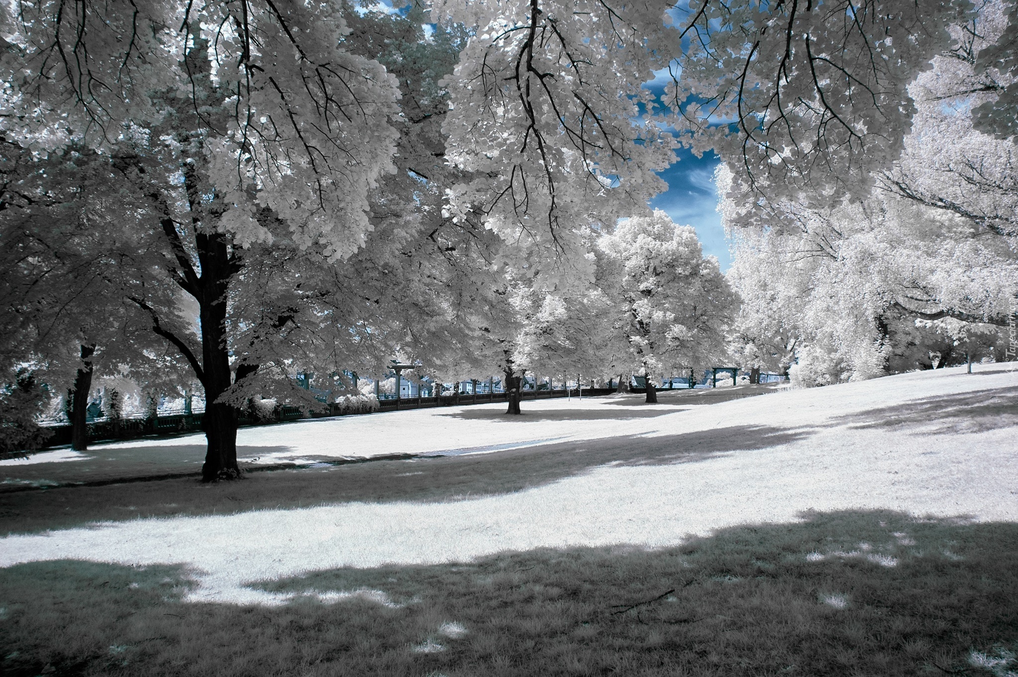 Zima, Park, Oszronione, Drzewa