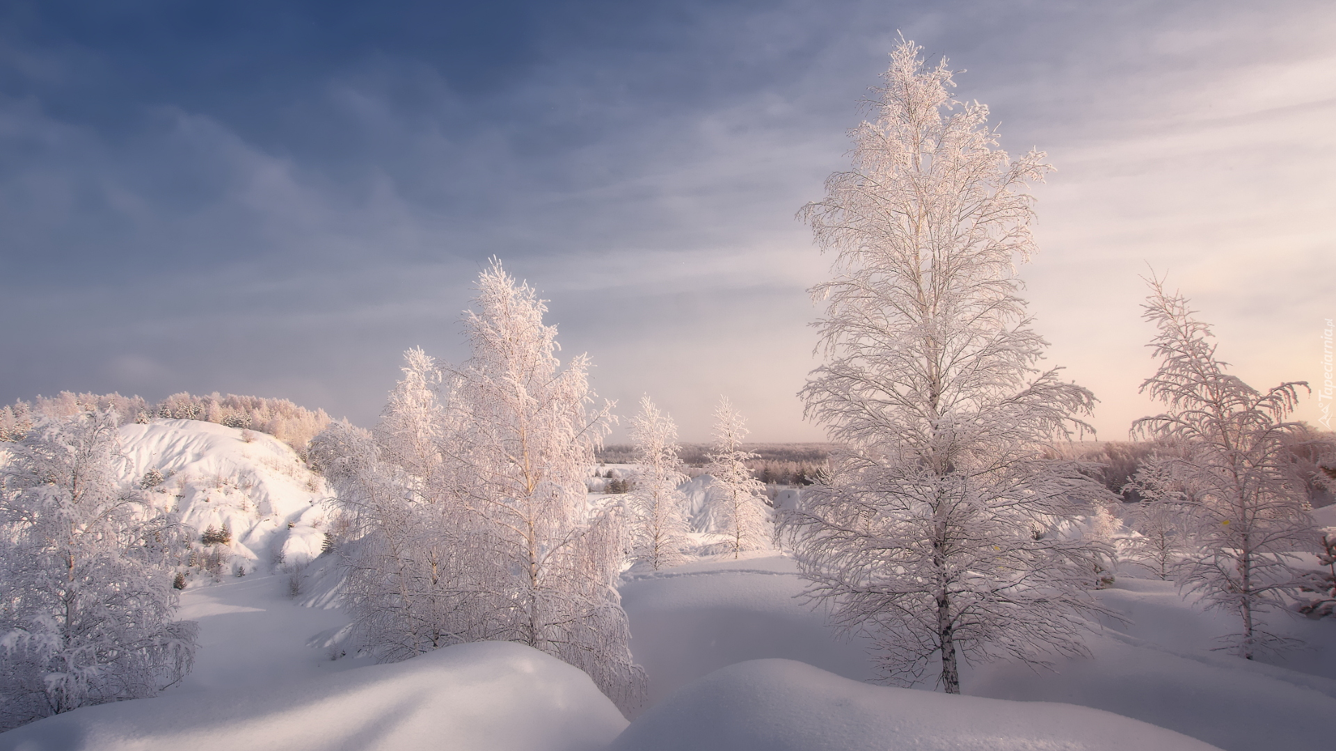 Zima, Śnieg, Oszronione, Drzewa, Zaspy