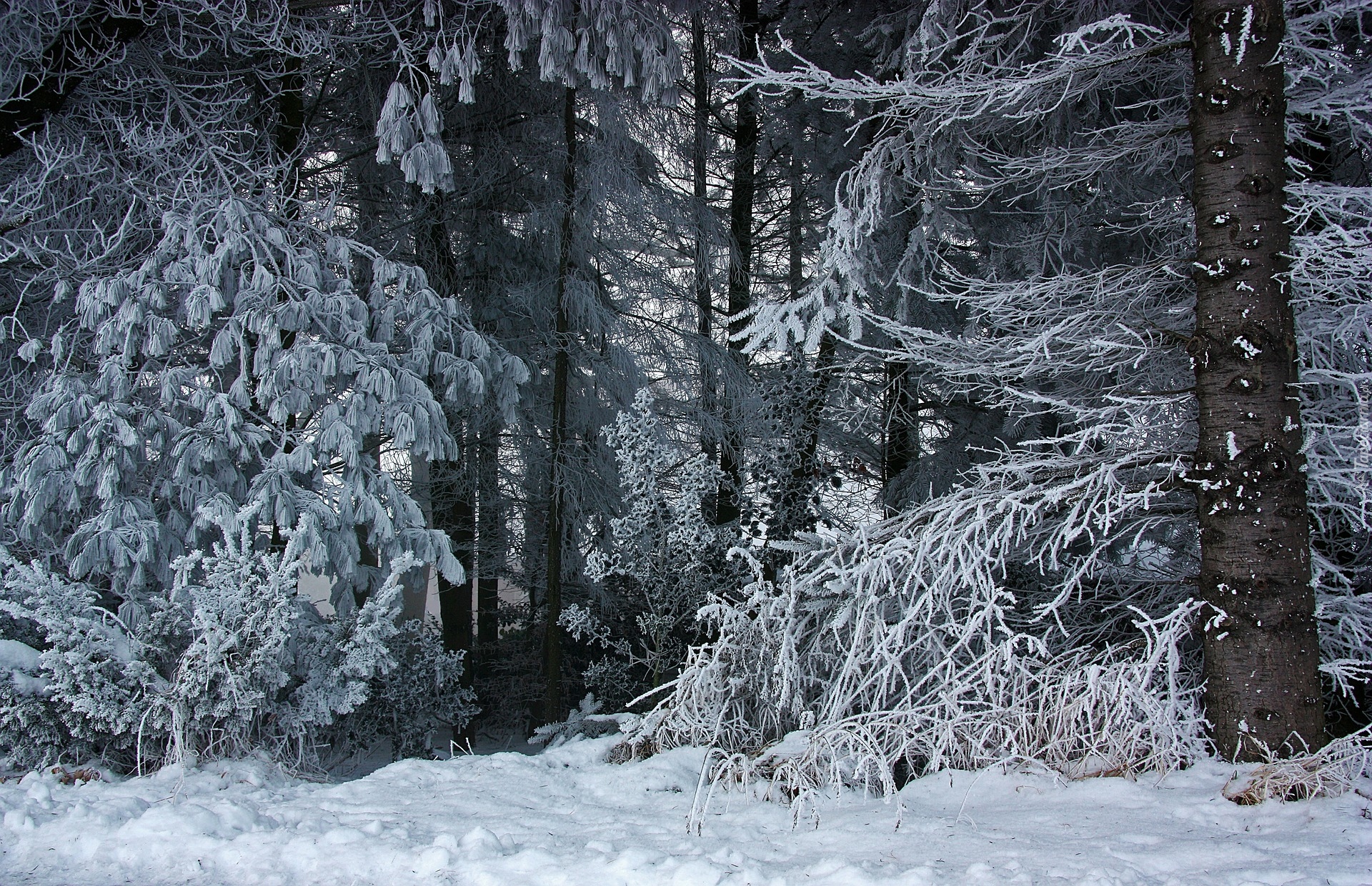 Zima, Las, Śnieg, Drzewa, Szron