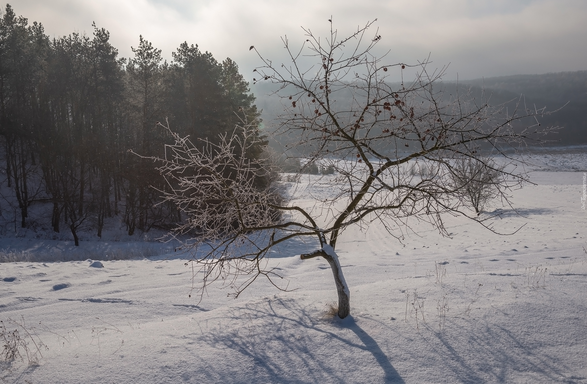 Zima, Drzewa, Mgła