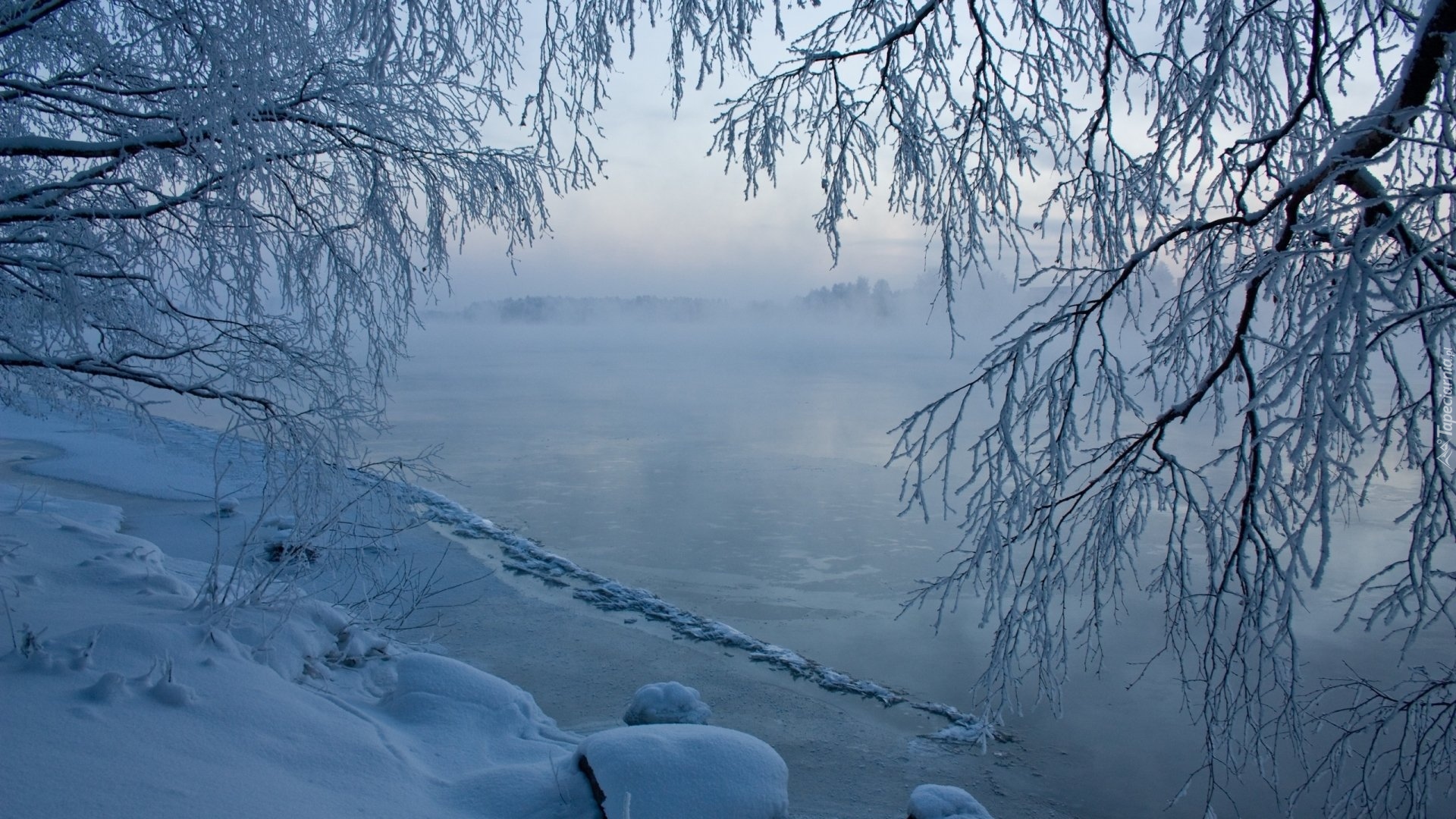 Zima, Ośnieżone, Drzewa, Gałęzie, Jezioro, Lód, Mgła