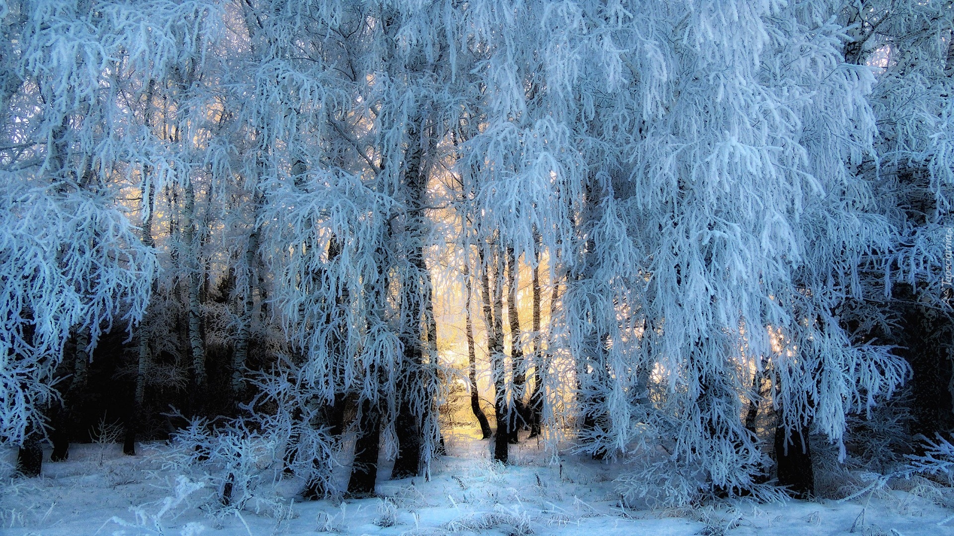Zima, Drzewa, Oszronione, Gałęzie, Śnieg