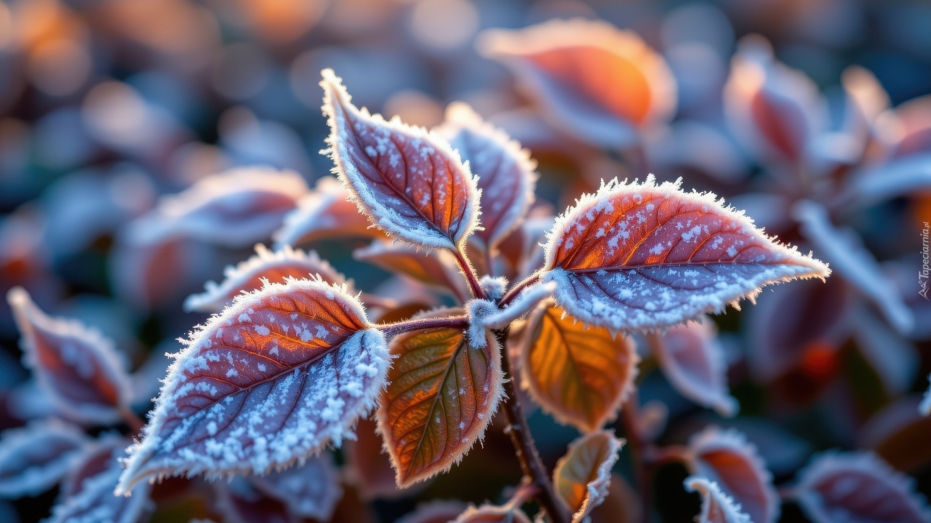 Roślina, Gałązka, Kolorowe, Oszronione, Liście