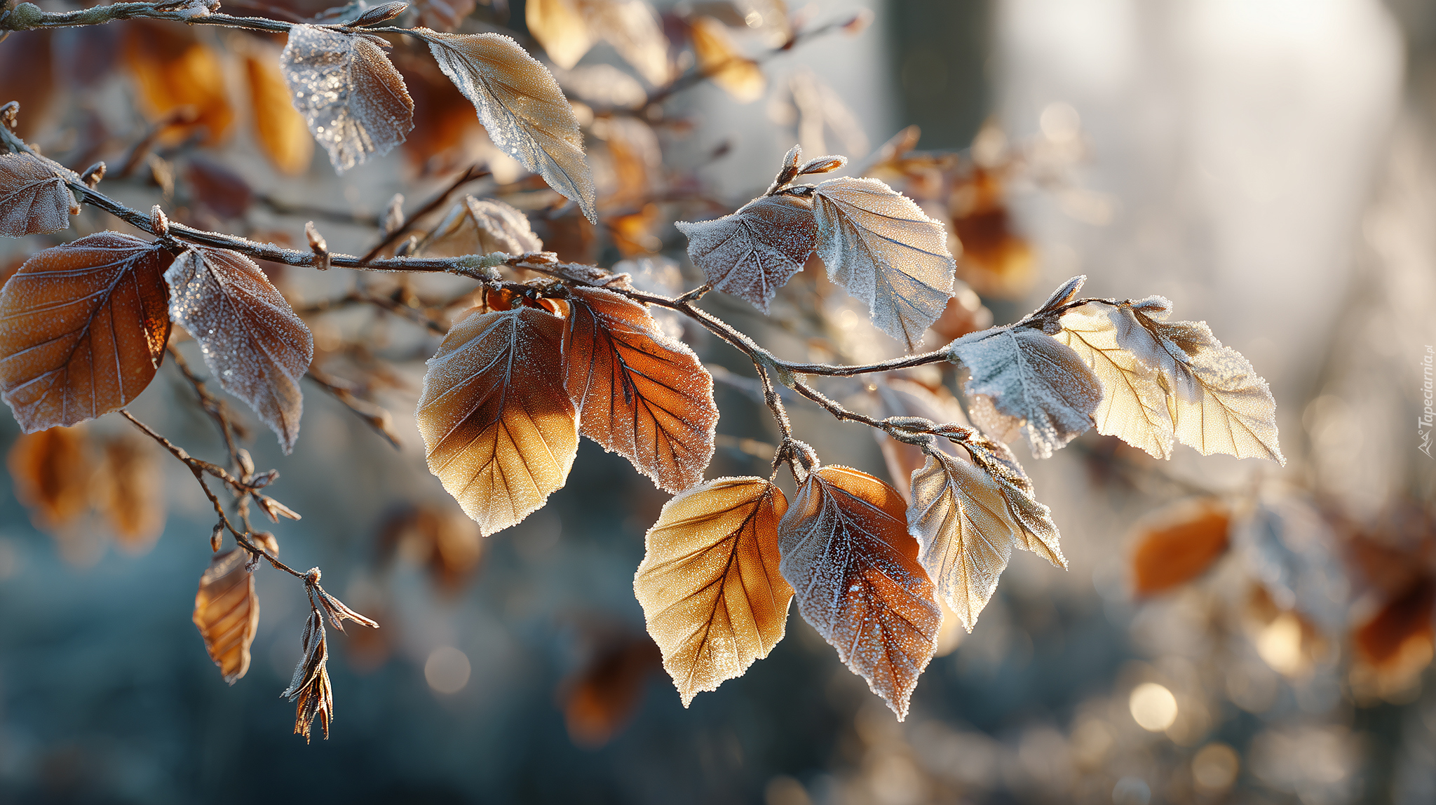 Buk, Liście, Szron, Grafika AI