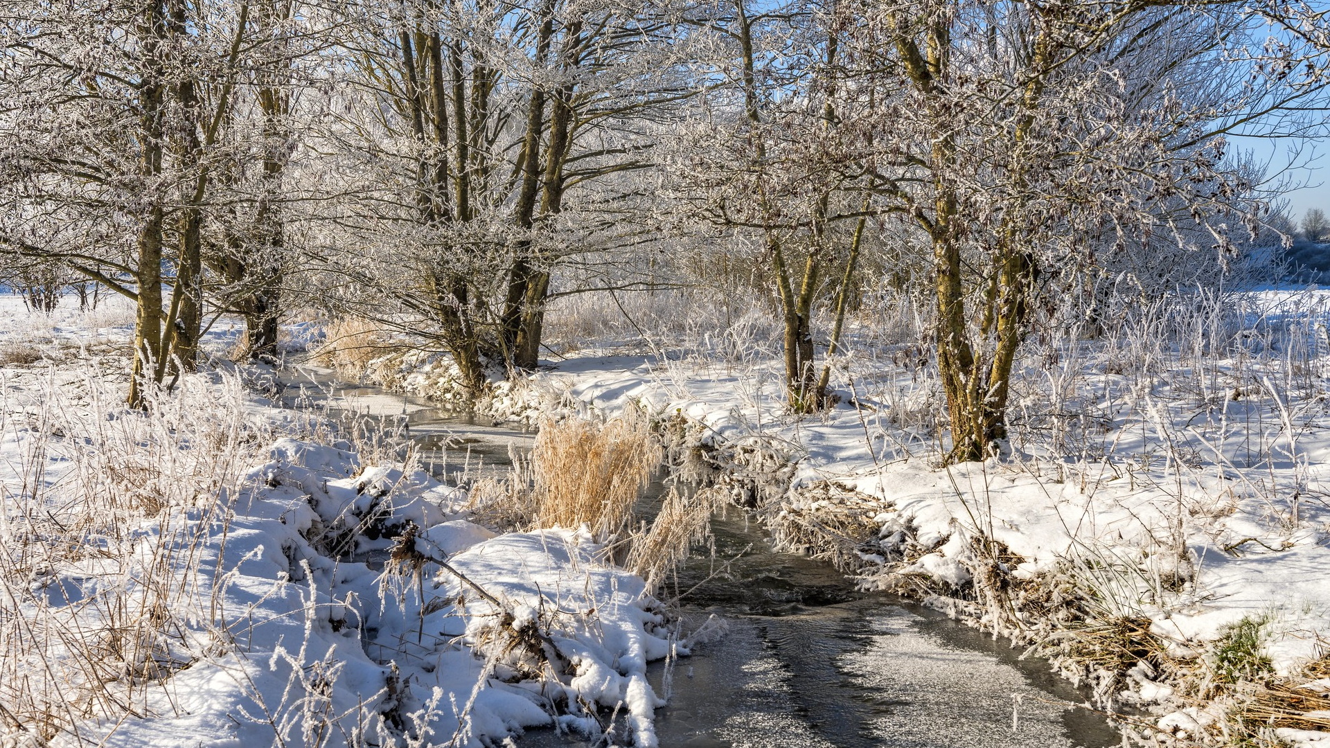 Zima, Oszronione, Trawy, Drzewa, Rzeka, Strumień