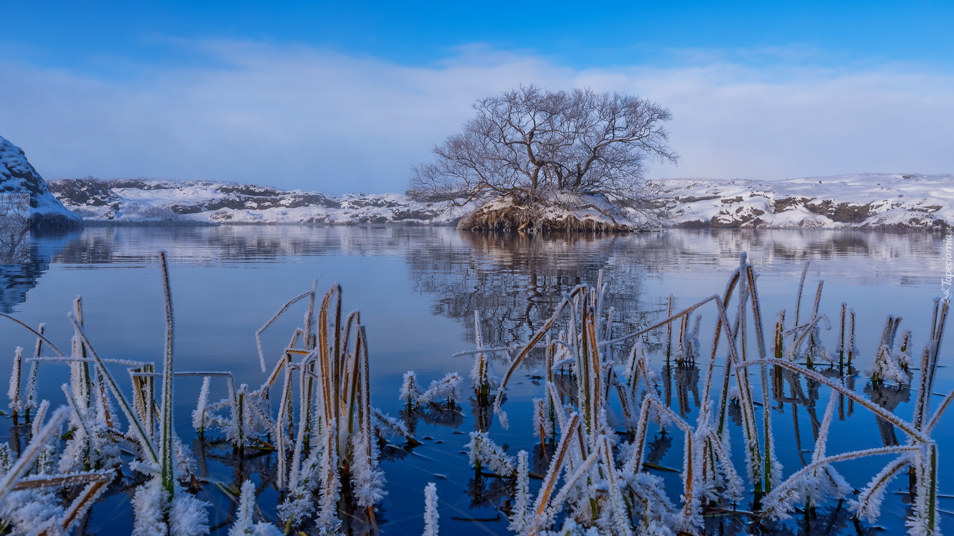 Zima, Drzewo, Oszronione, Trawy, Jezioro Myvatn, Islandia