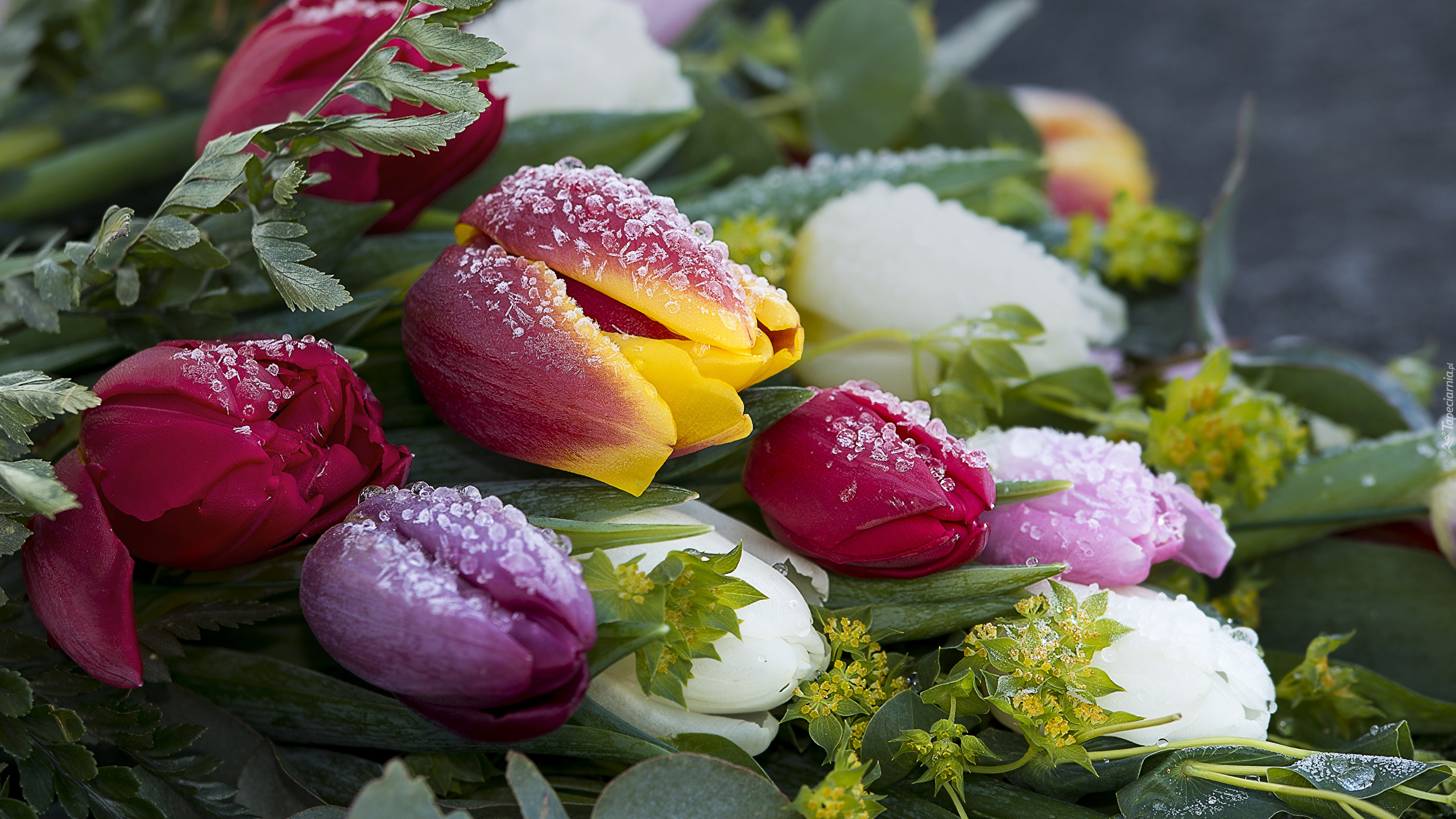 Kwiaty, Oszronione, Tulipany, Kolorowe