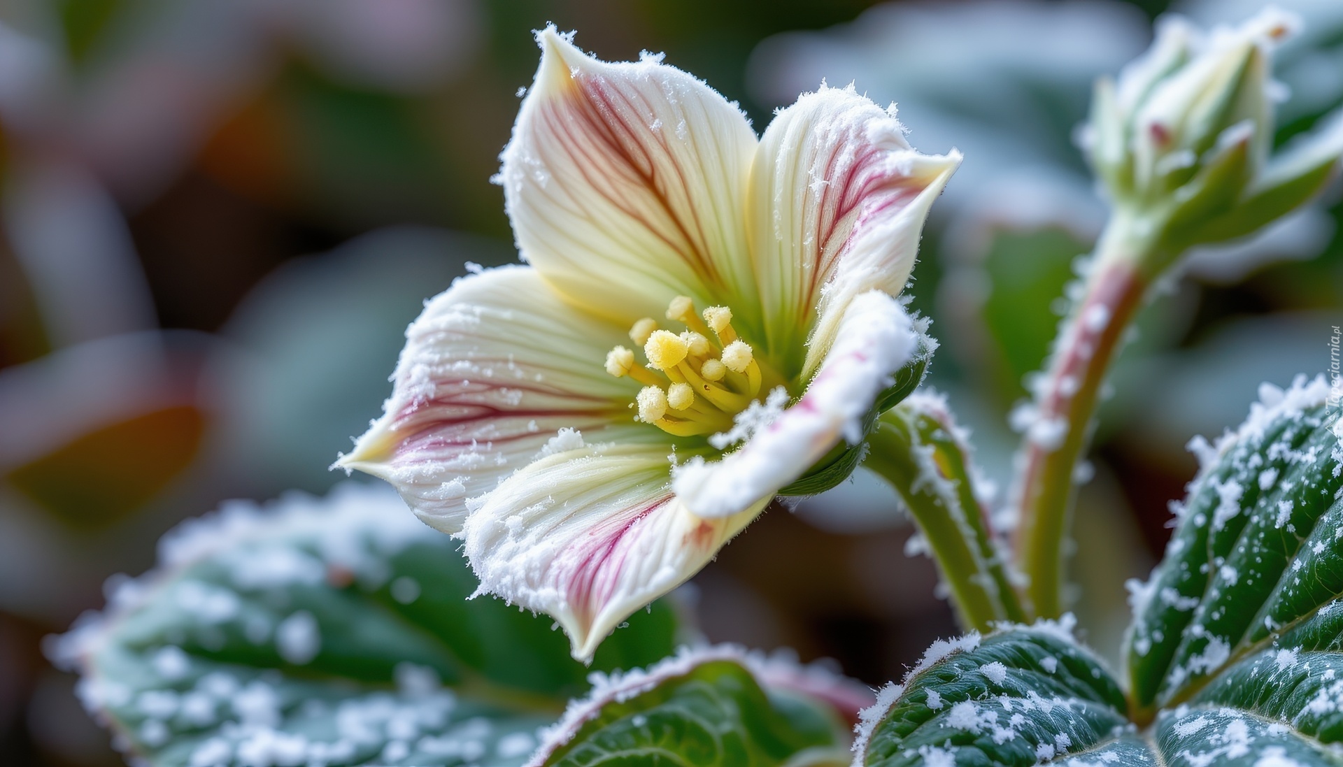 Kwiat, Ciemiernik, Liście, Szron, Grafika AI