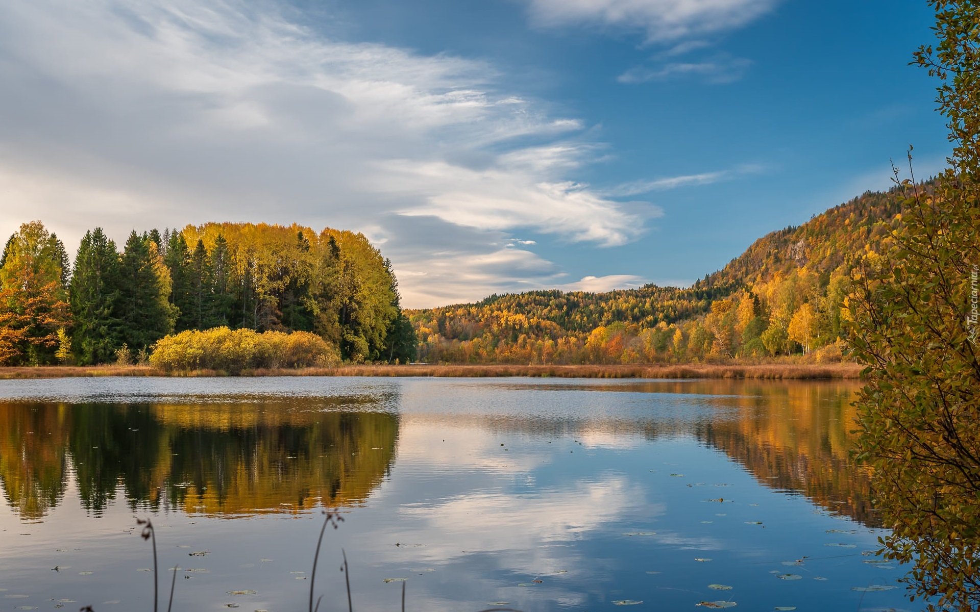 Norwegia, Jezioro, Semsvannet, Las, Drzewa, Jesień