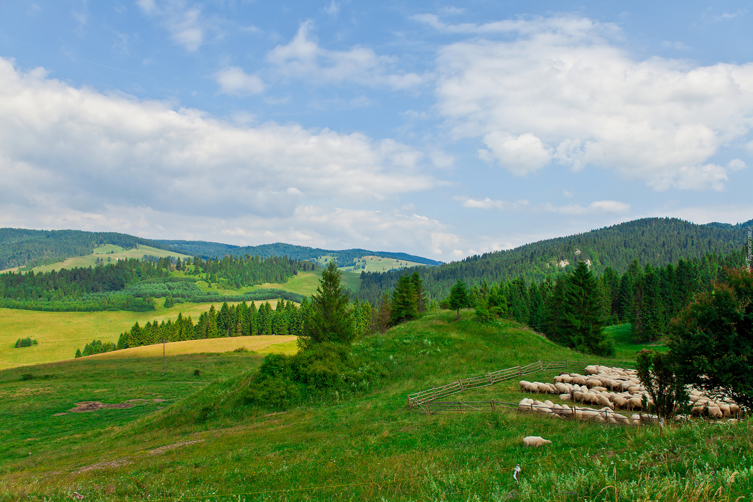 Zielone, Wzgórza, Góry, Owce, Pastwiska, Wypas