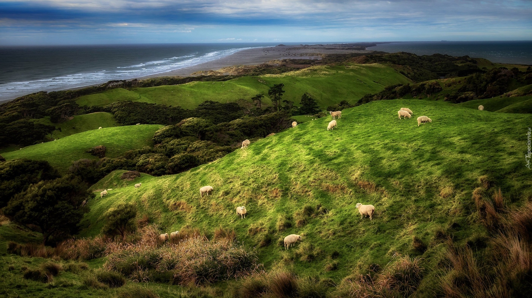 Rezerwat przyrody Farewell Spit, Nowa Zelandia, Krajobraz, Wzgórza, Trawa, Owce, Morze, Wybrzeże