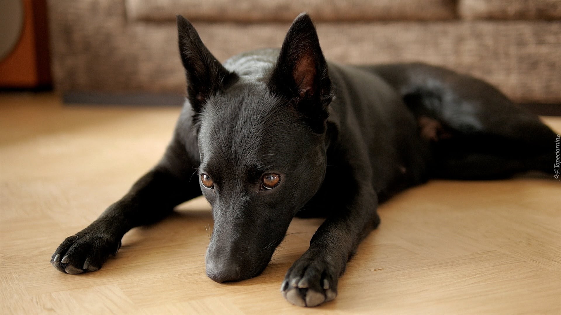 Owczarek australijski Kelpie, Mordka