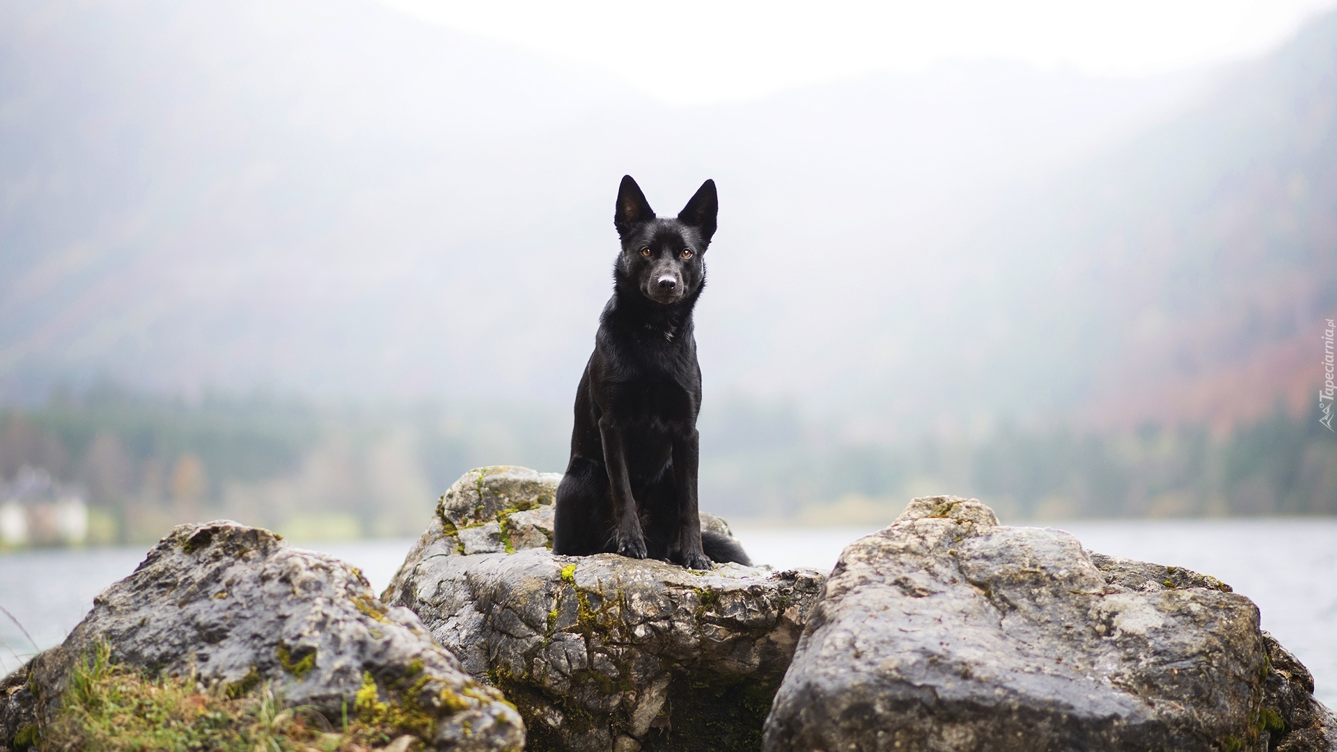 Skały, Pies, Owczarek australijski Kelpie