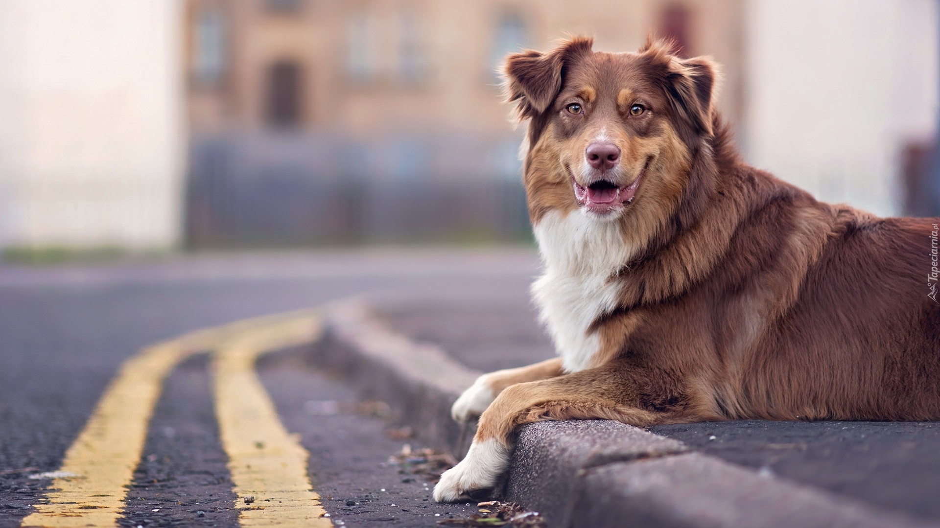 Owczarek australijski, Australian shepherd, Chodnik, Ulica