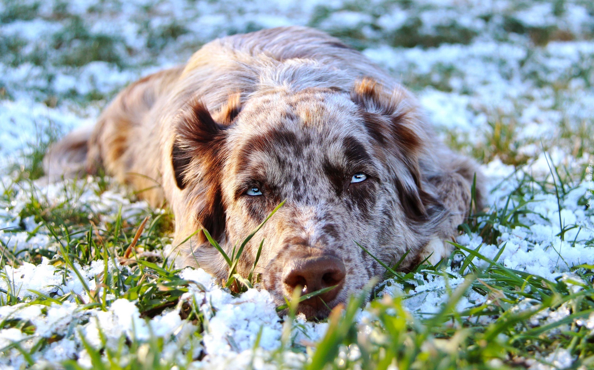 Leżący, Owczarek australijski, Australian shepherd, Śnieg, Trawa