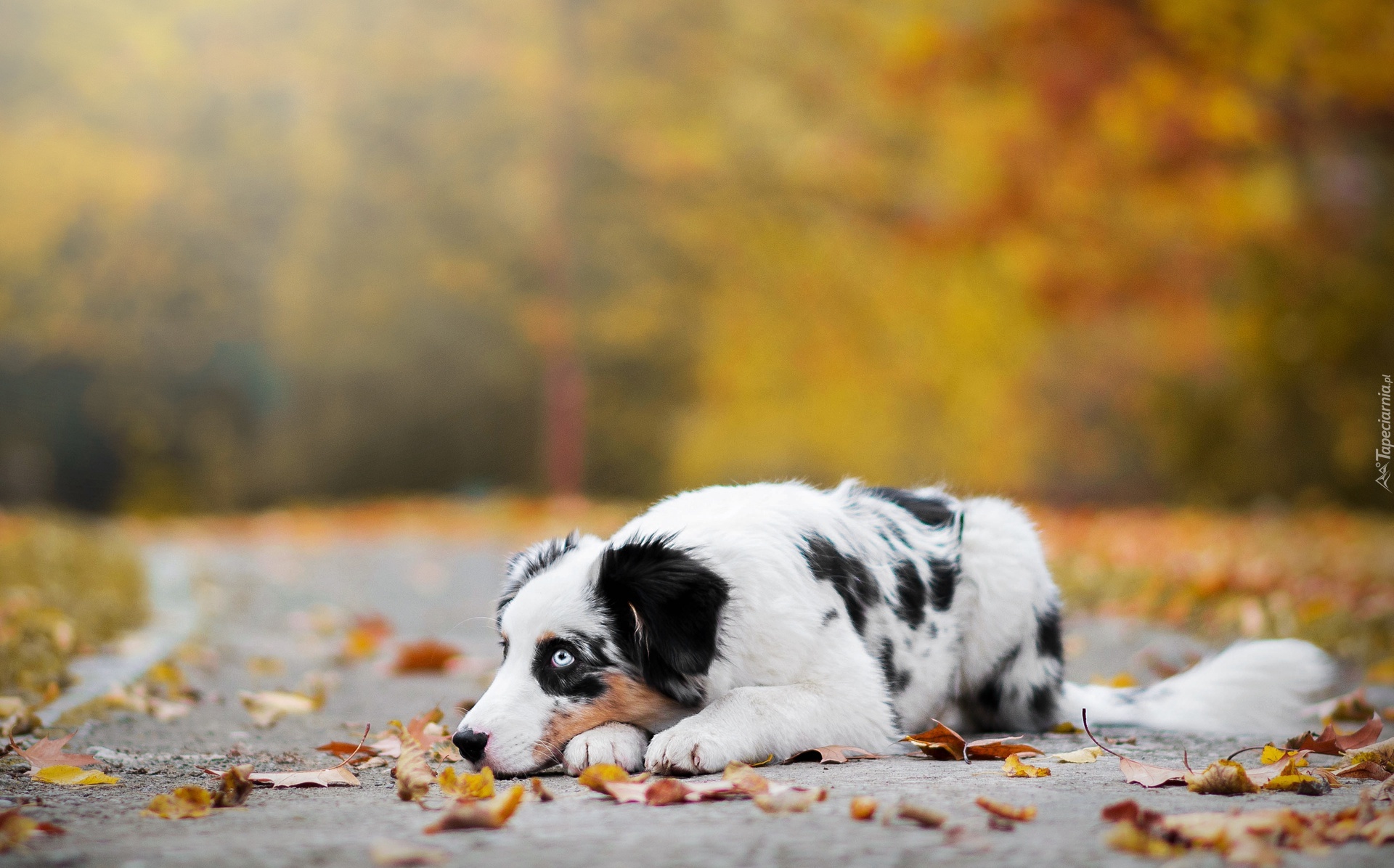 Owczarek australijski, Australian shepherd, Alejka, Liście